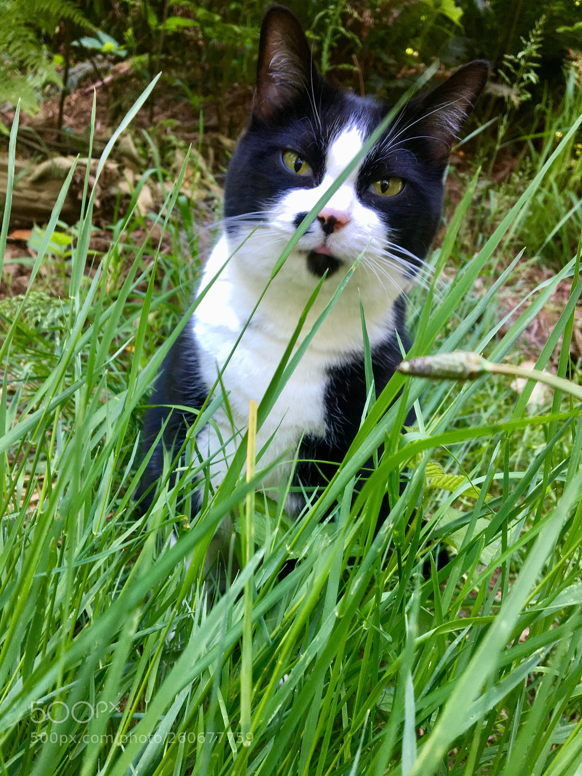 Apple iPhone 6s sample photo. Cattitude 2 photography