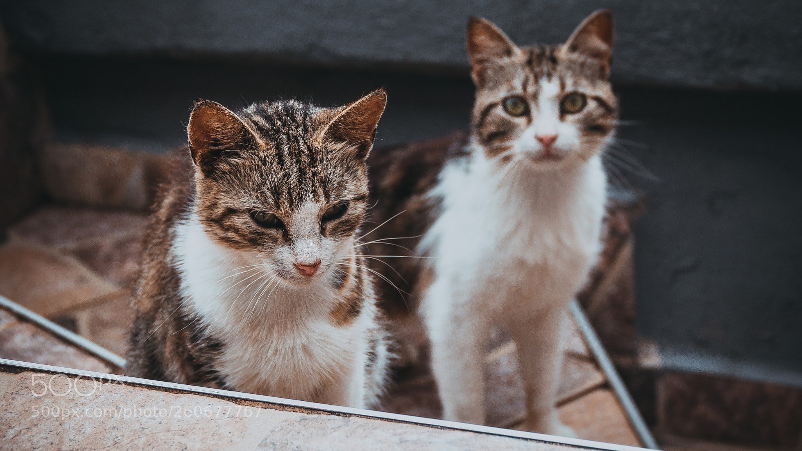 Canon EOS 1200D (EOS Rebel T5 / EOS Kiss X70 / EOS Hi) sample photo. Amazing cats photography