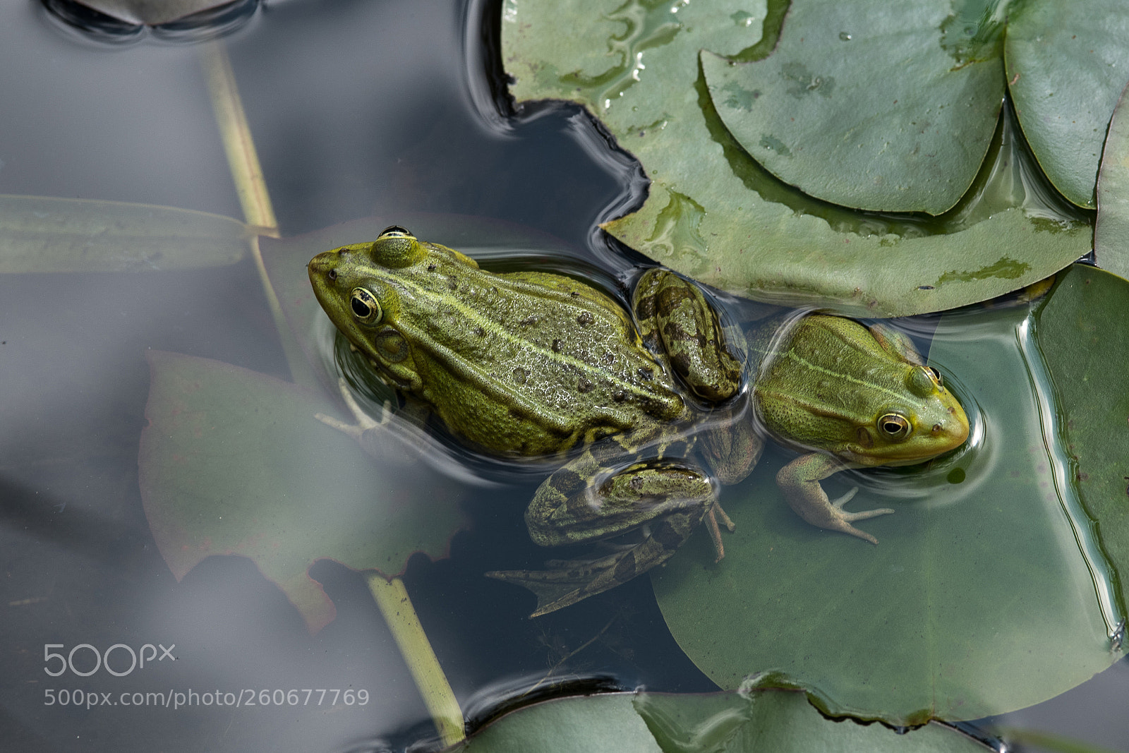 Nikon D850 sample photo. Frosch party photography