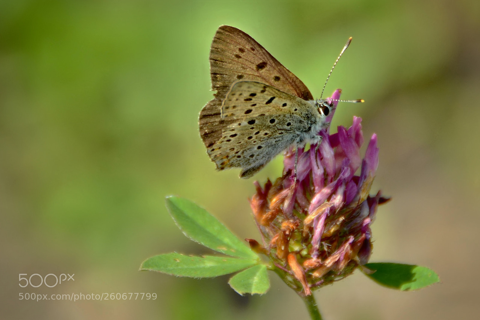 Nikon D5200 sample photo. *** photography