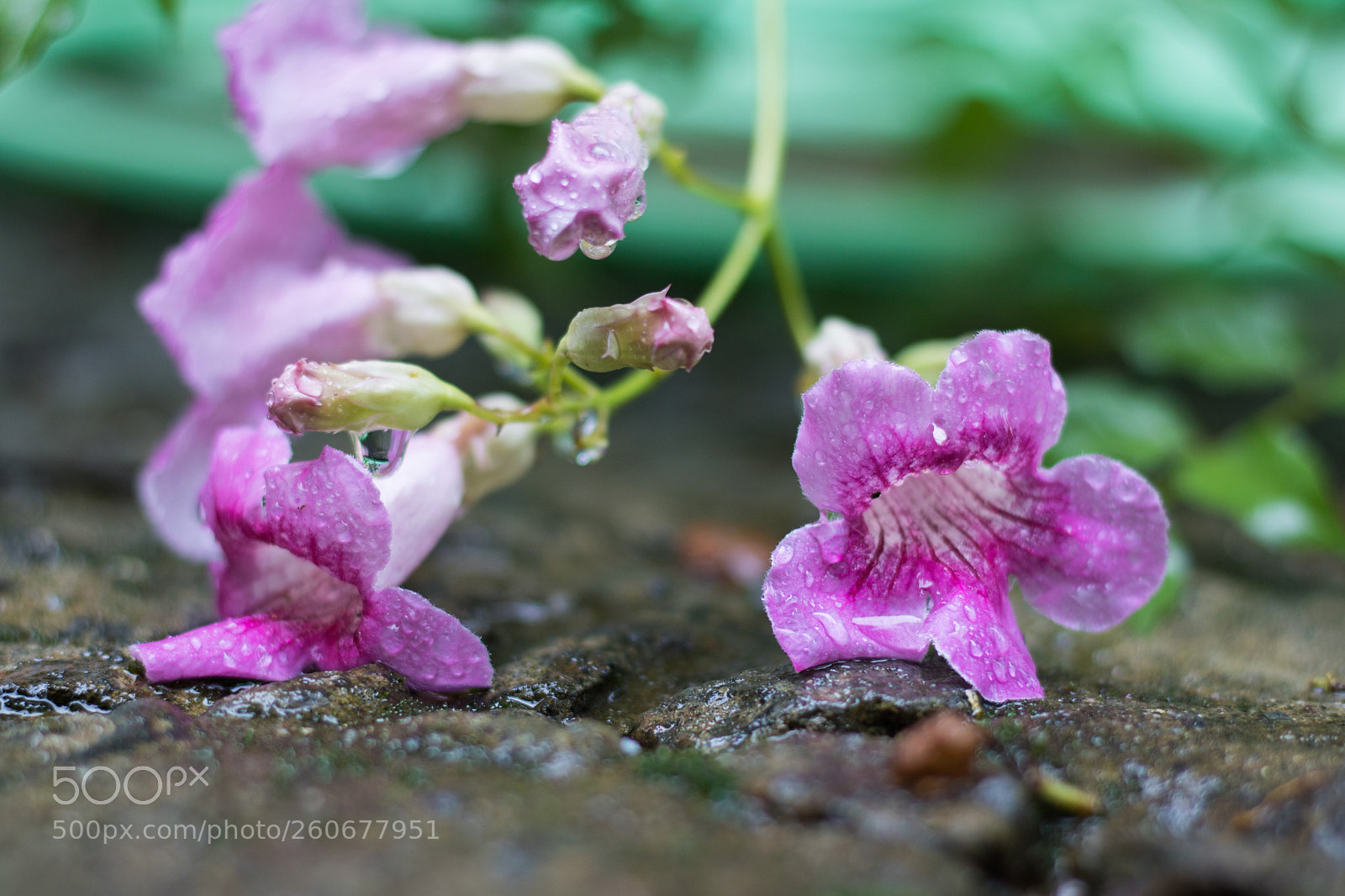 Canon EOS 760D (EOS Rebel T6s / EOS 8000D) sample photo. Monsoon effects photography