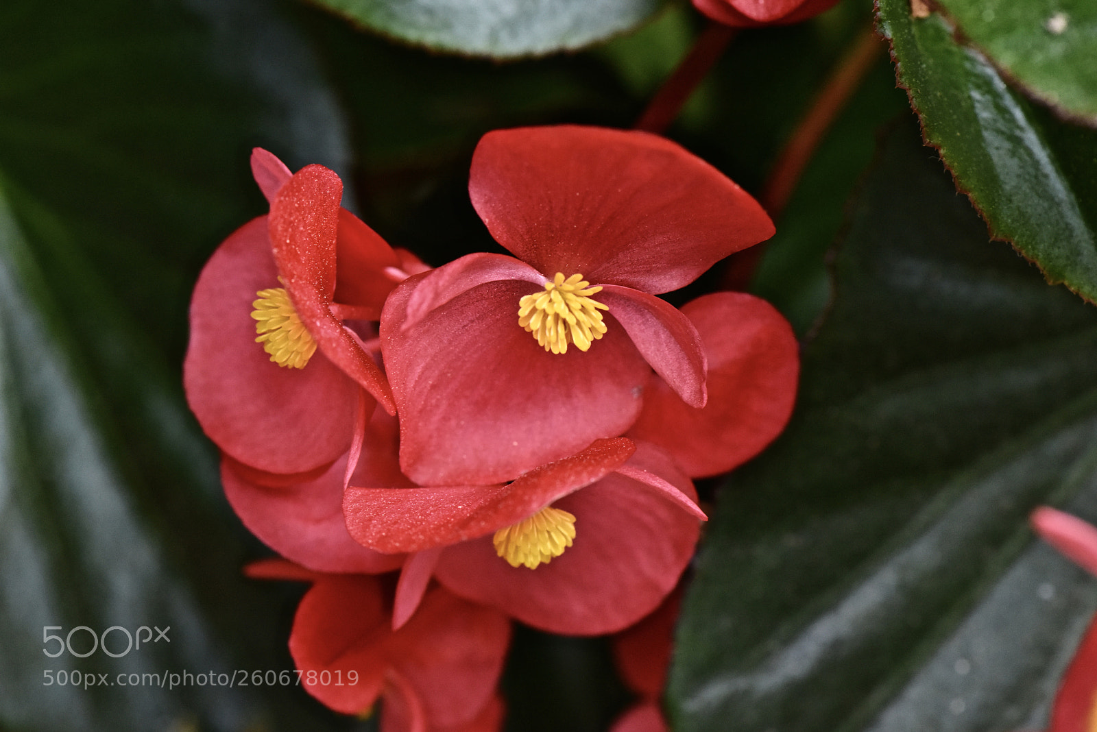 Nikon D810 sample photo. Colorful bloom photography