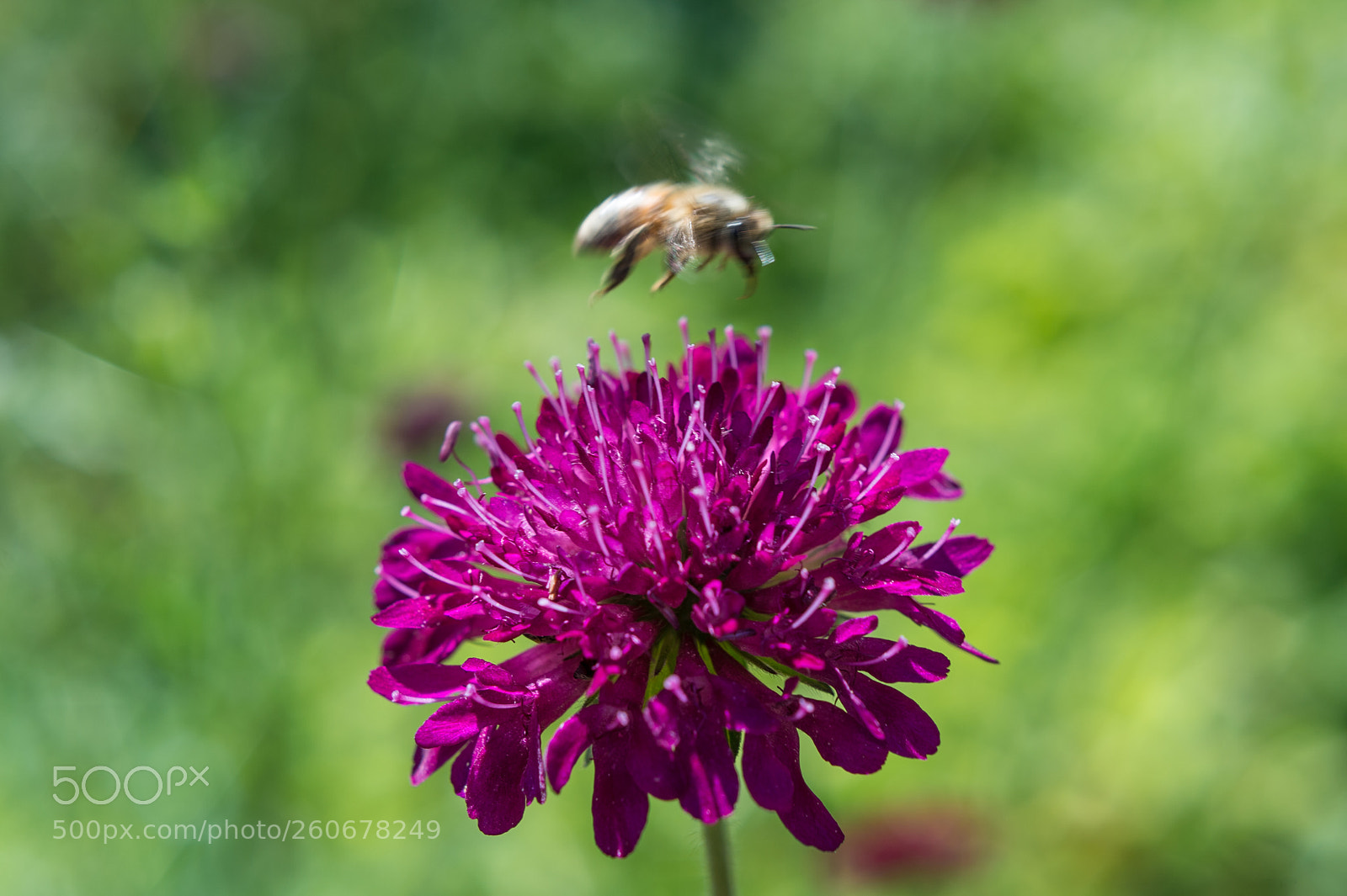 Nikon Df sample photo. Scabiosa and bee photography