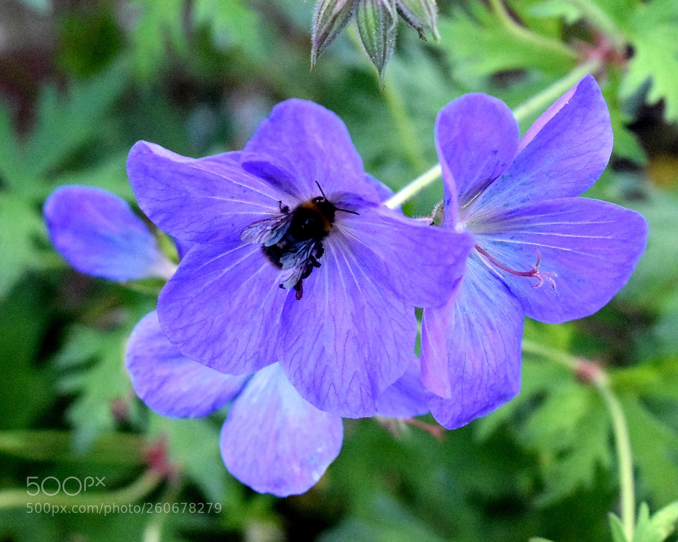 Nikon D5300 sample photo. More bee's! photography