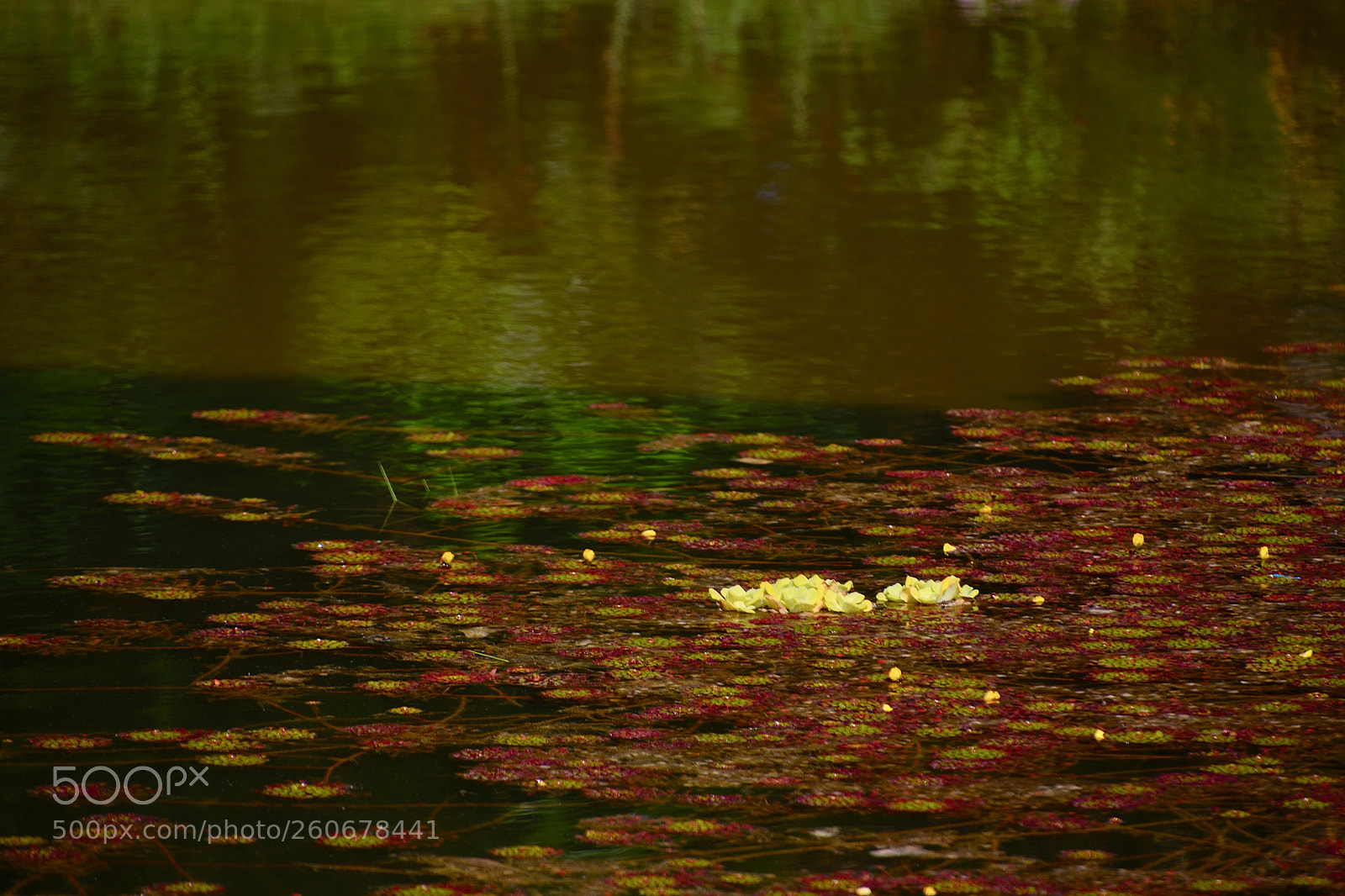 Nikon D5300 sample photo. Monet at brasilia? photography