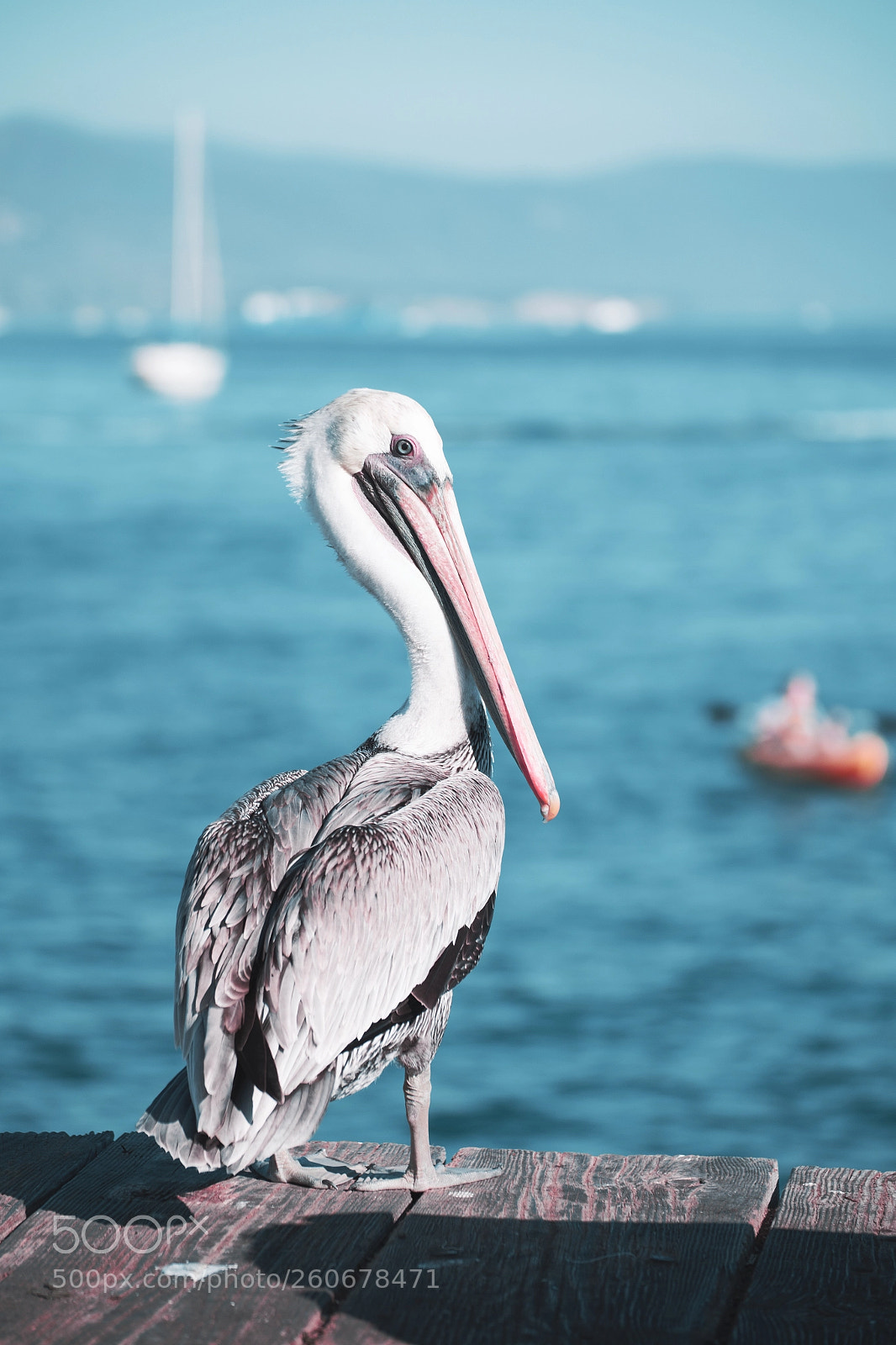 Canon EOS 6D sample photo. Pelican at pier santa photography
