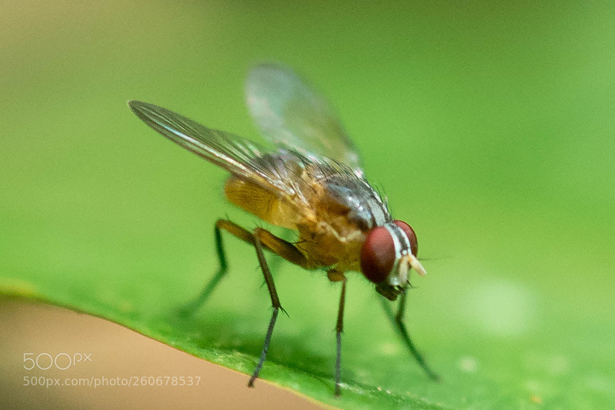 Nikon D750 sample photo. Fly photography