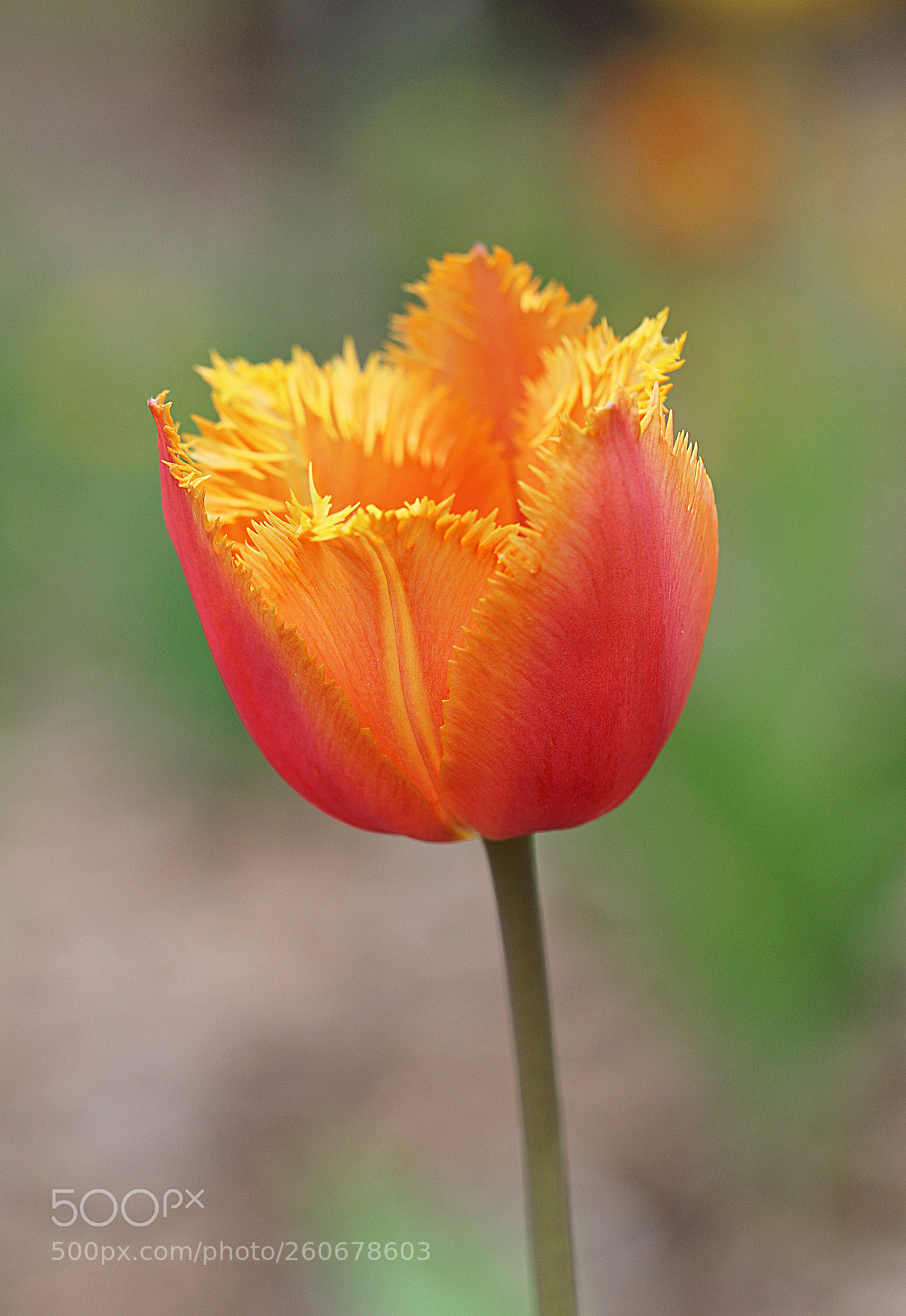Canon EOS 70D sample photo. Lonely photography