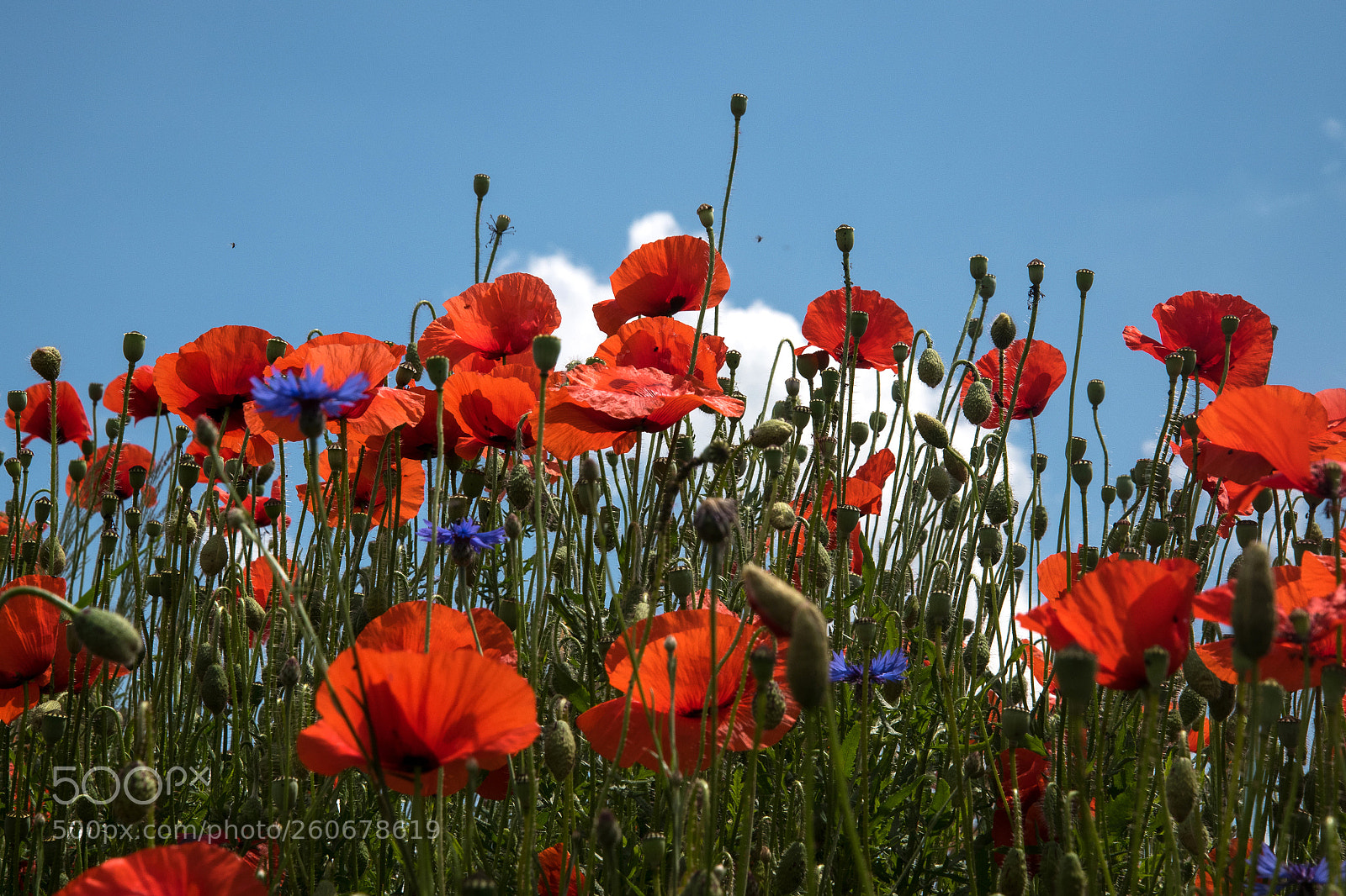 Nikon D850 sample photo. Mohn photography