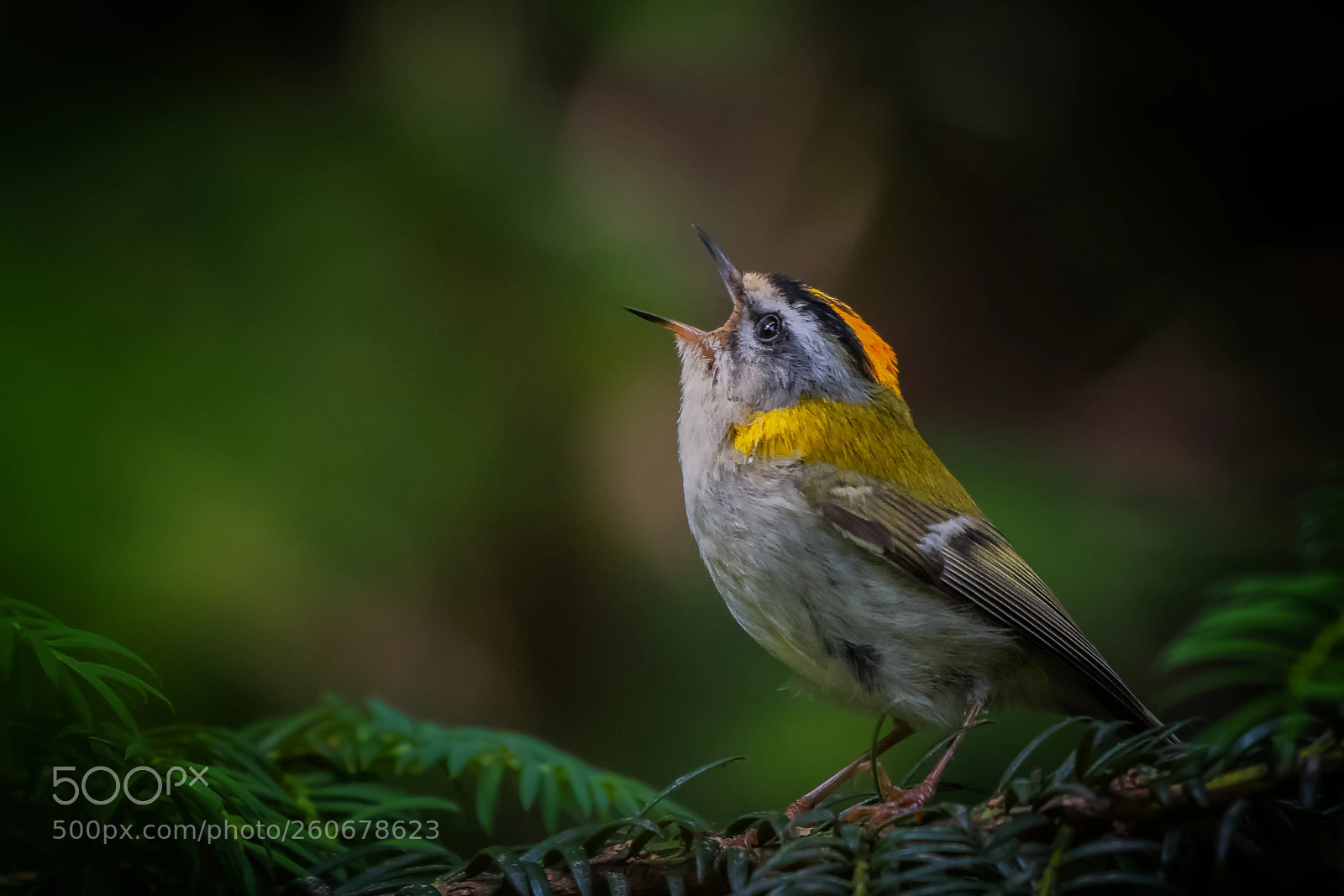 Nikon D500 sample photo. Firecrest photography