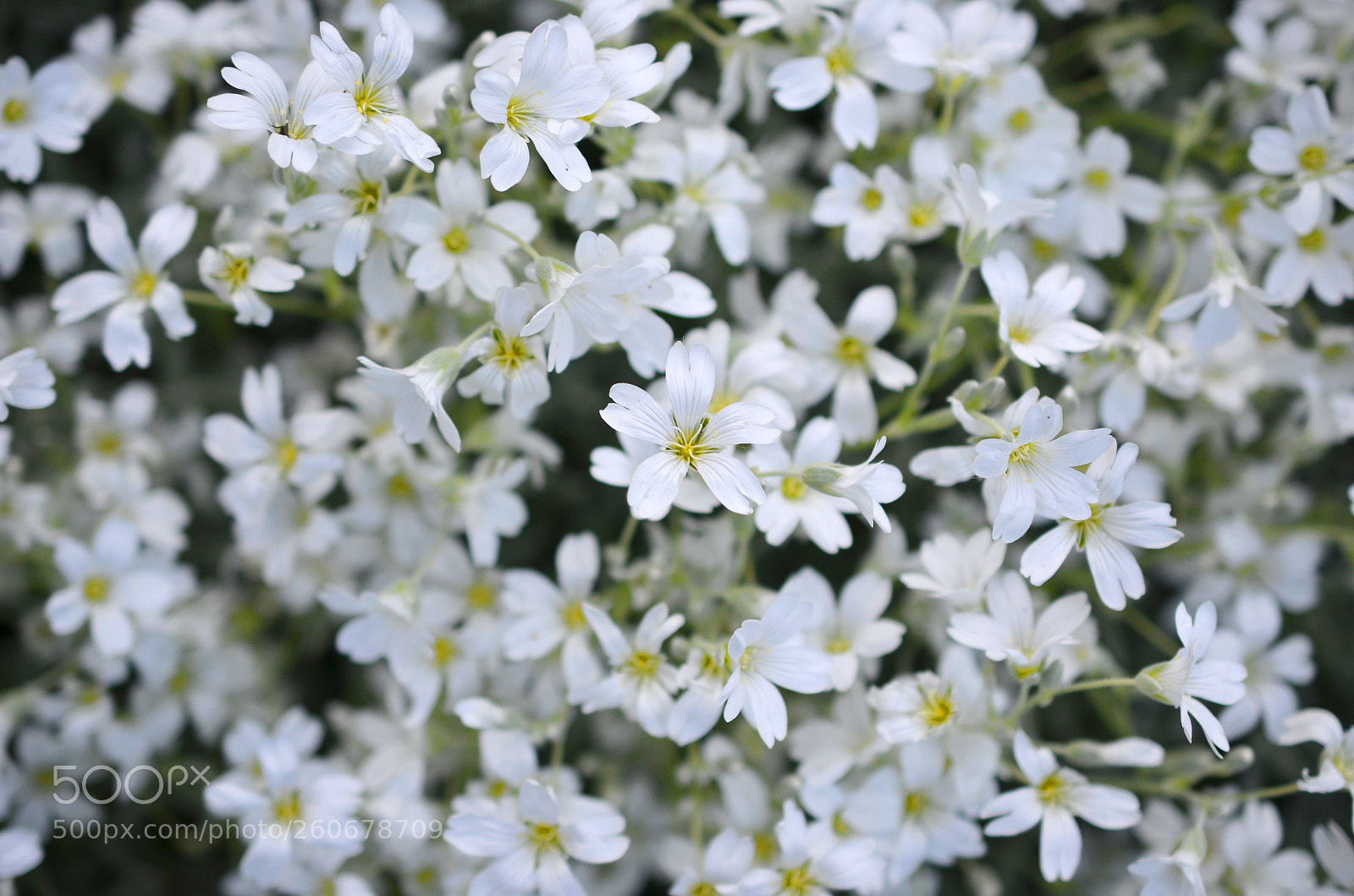 Nikon D5100 sample photo. Mouse ear chickweed photography