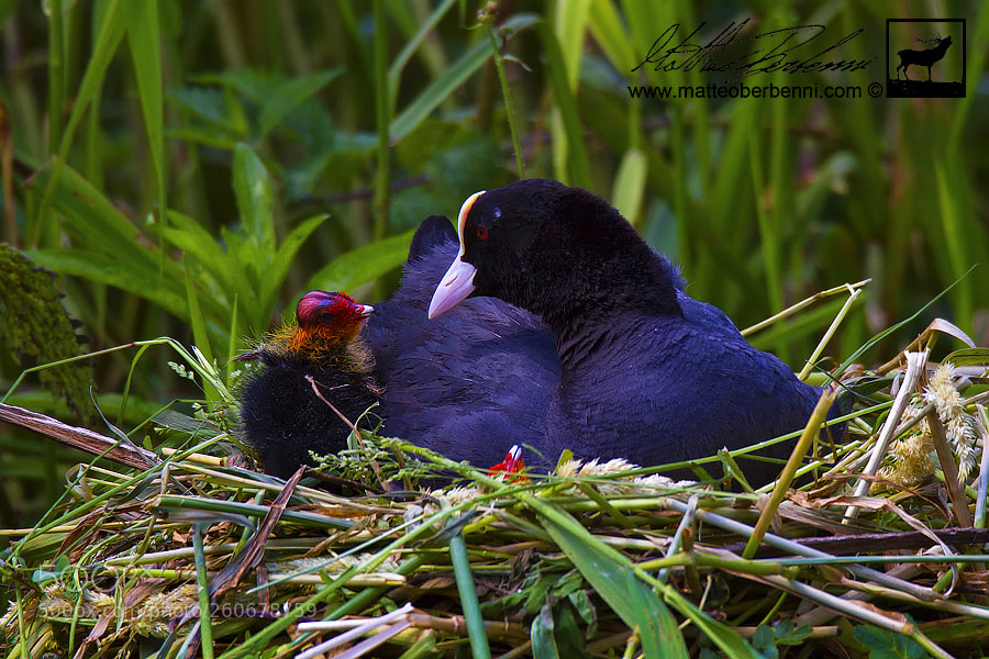 Canon EOS 7D sample photo. Cure materne photography