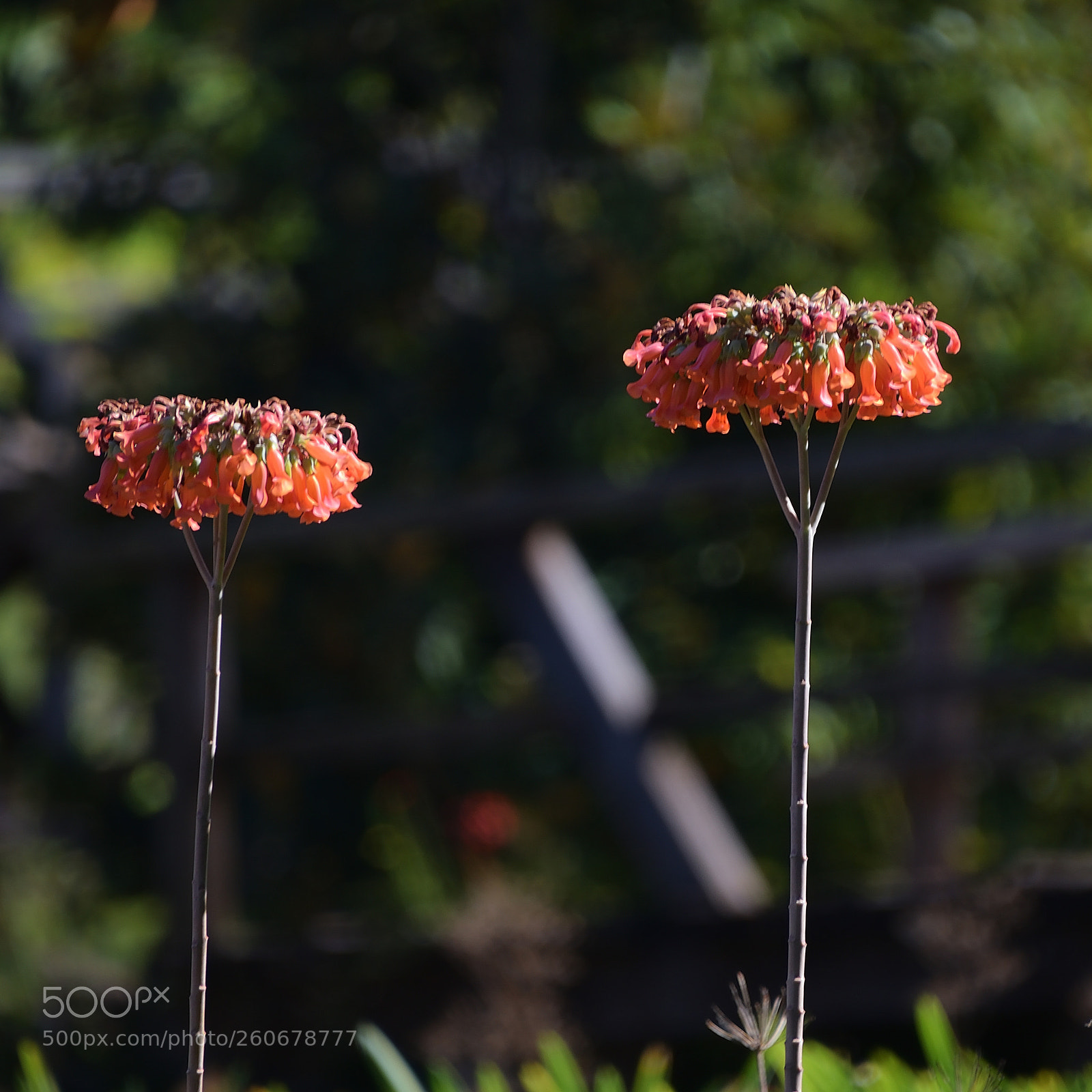 Nikon D5300 sample photo. Flower towers photography