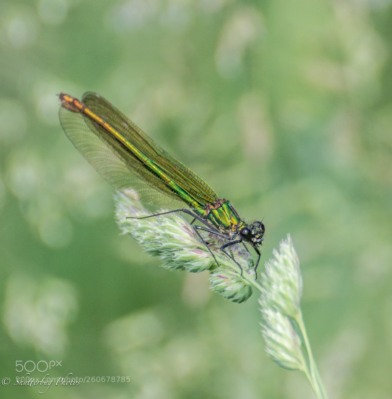 Canon EOS 80D sample photo. Female banded photography