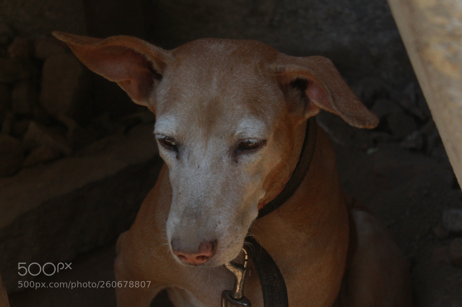 Canon EOS 700D (EOS Rebel T5i / EOS Kiss X7i) sample photo. Dog photography