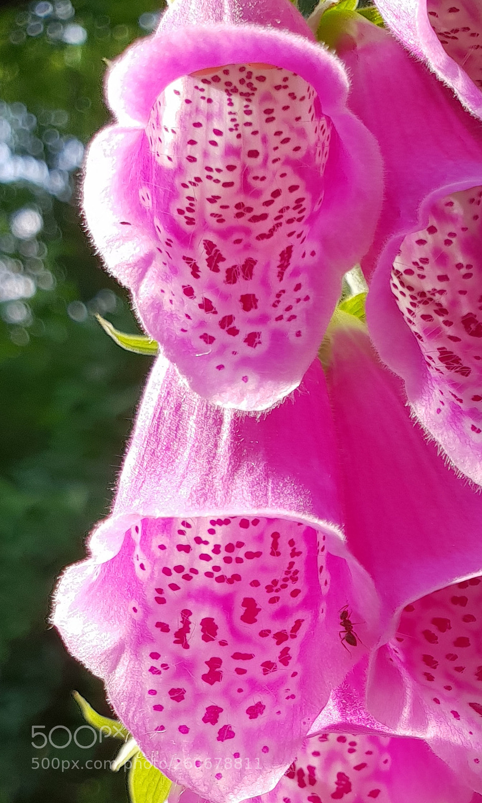 Samsung Galaxy S9+ sample photo. Untitled photography