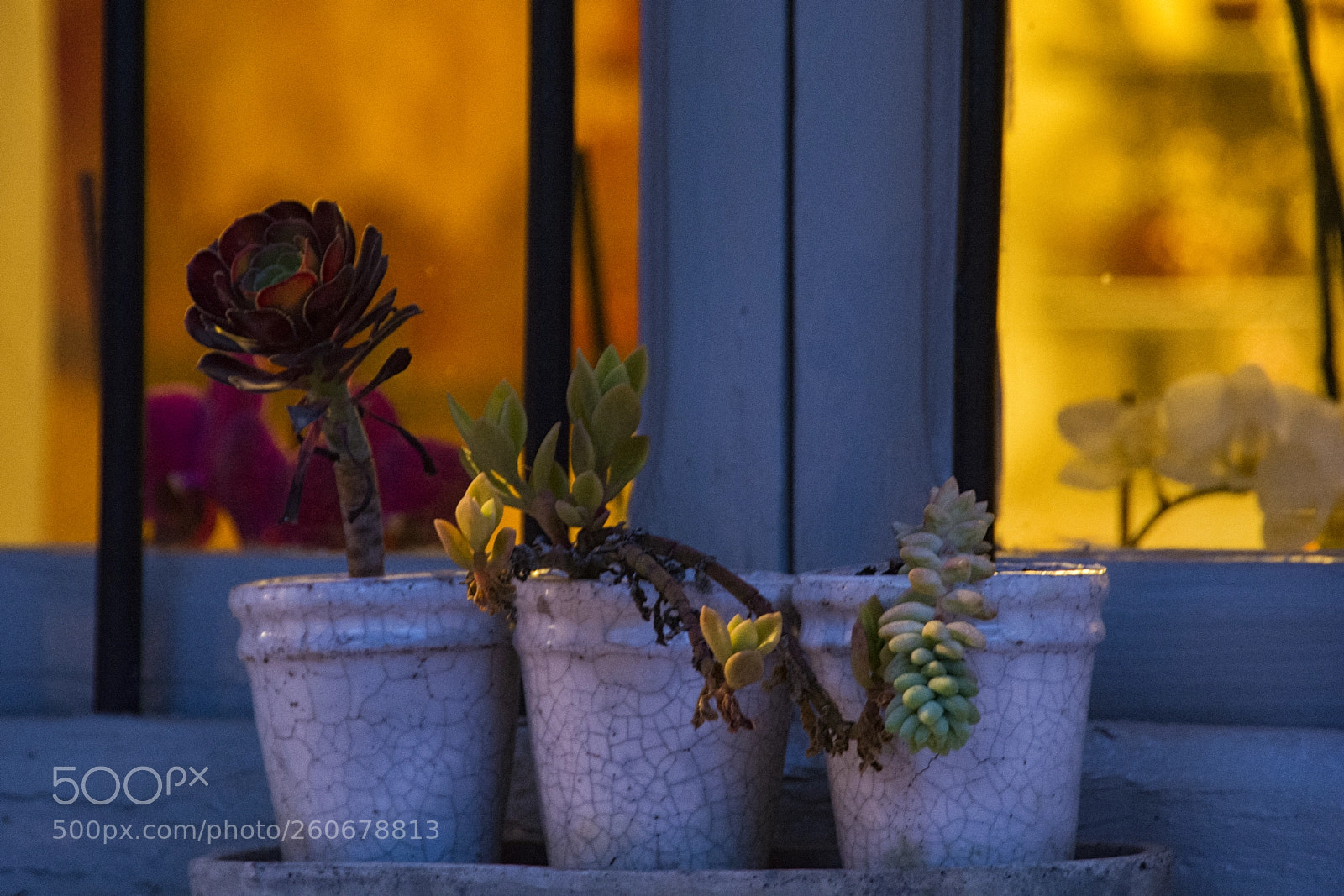 Nikon D7100 sample photo. Plants photography