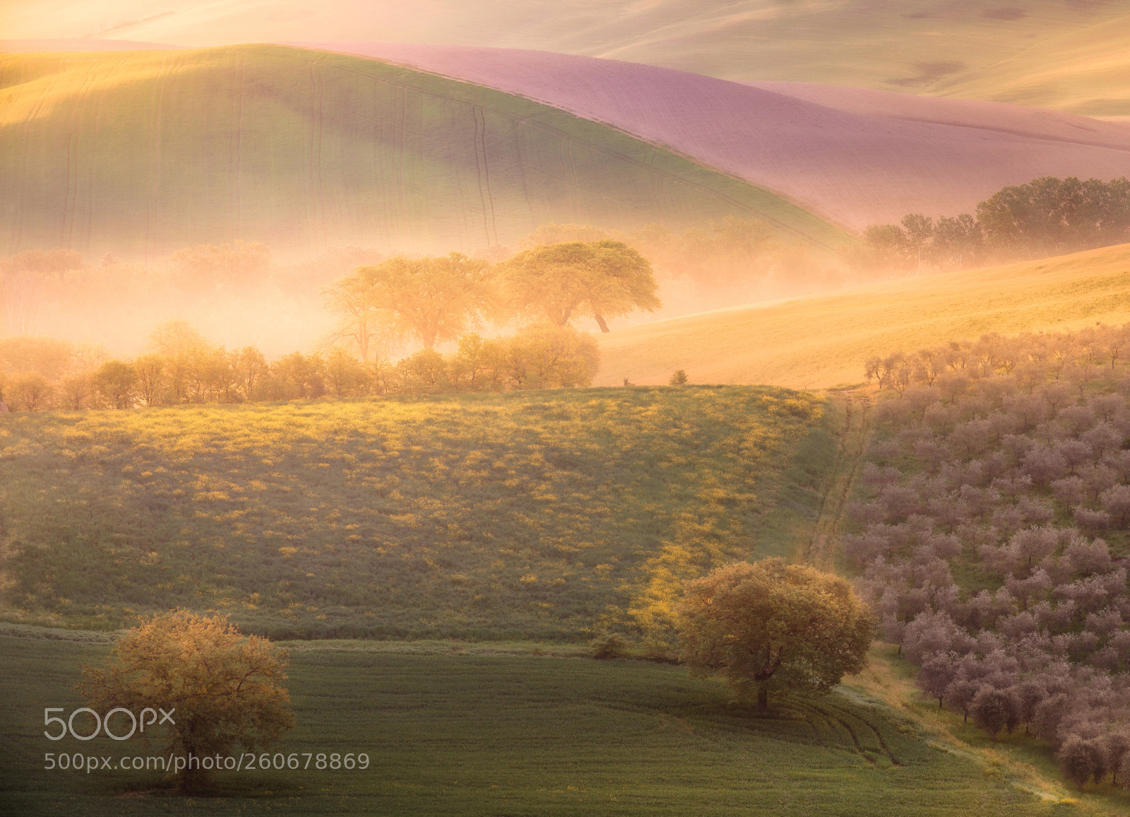 Nikon D810 sample photo. A golden dream photography