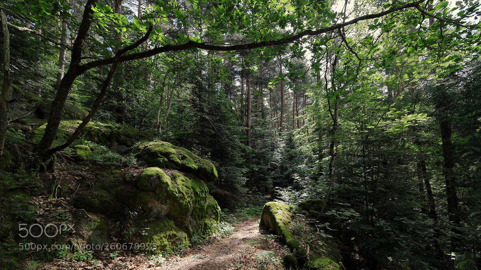 Canon EOS 5D Mark IV sample photo. The hiking trail photography