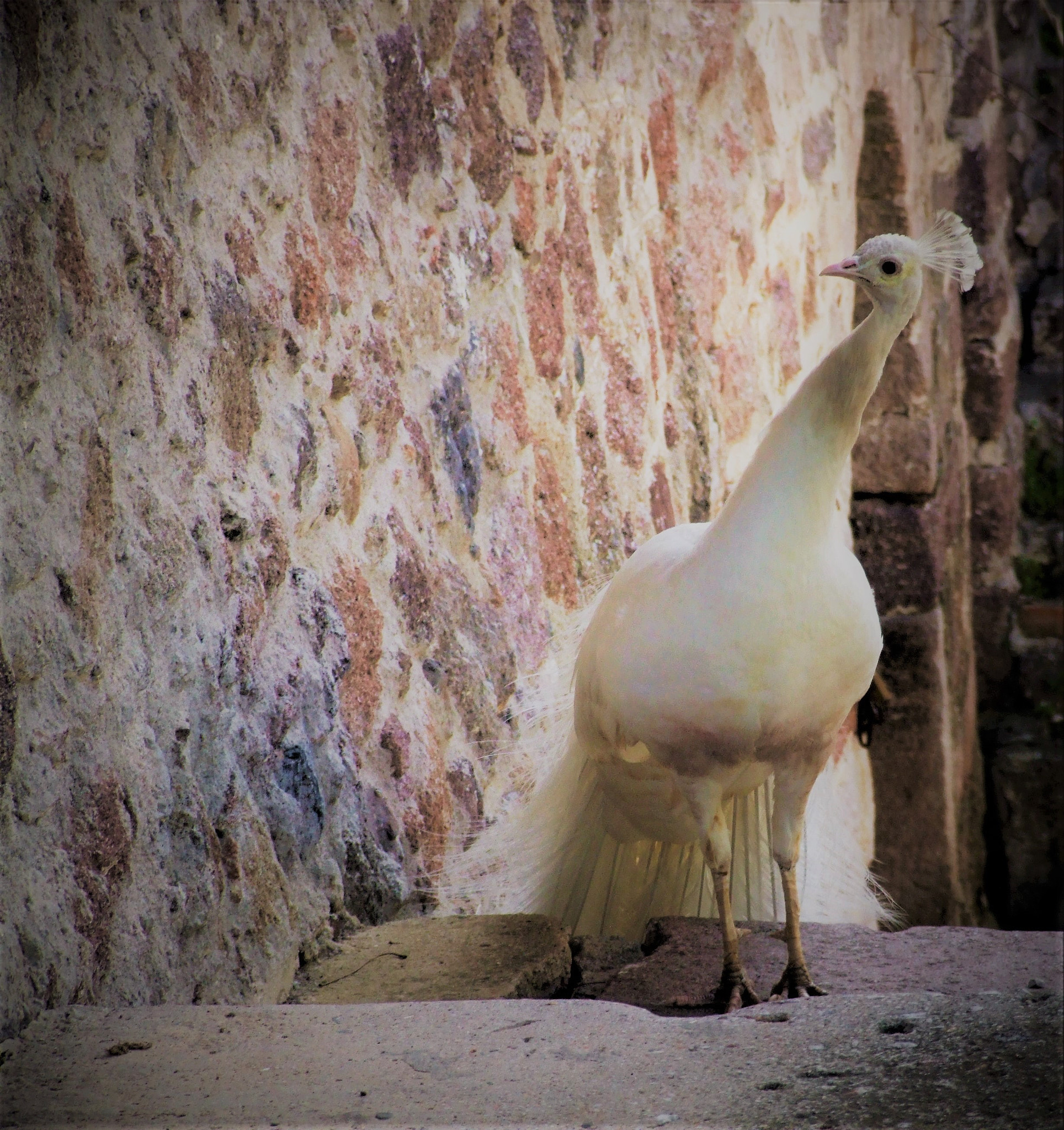 Fujifilm FinePix S9600 sample photo. The peacock curiosity photography