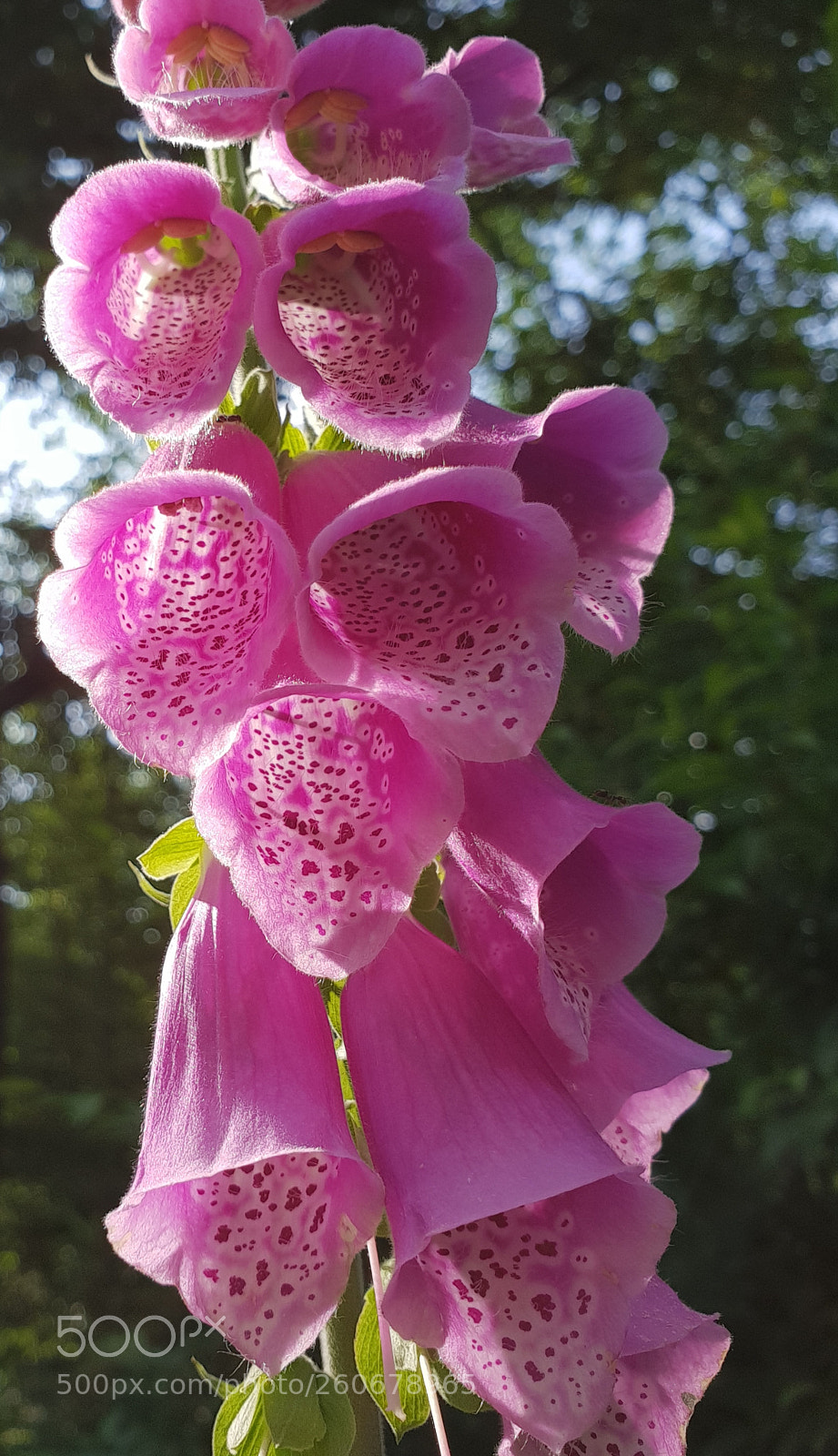 Samsung Galaxy S9+ sample photo. Untitled photography