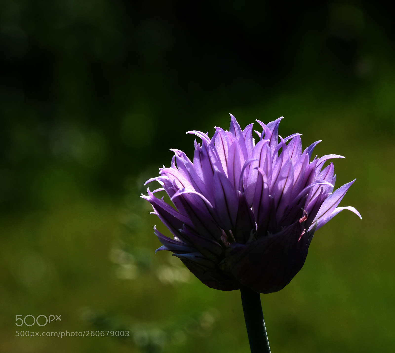 Nikon D7200 sample photo. Blue flower dk photography