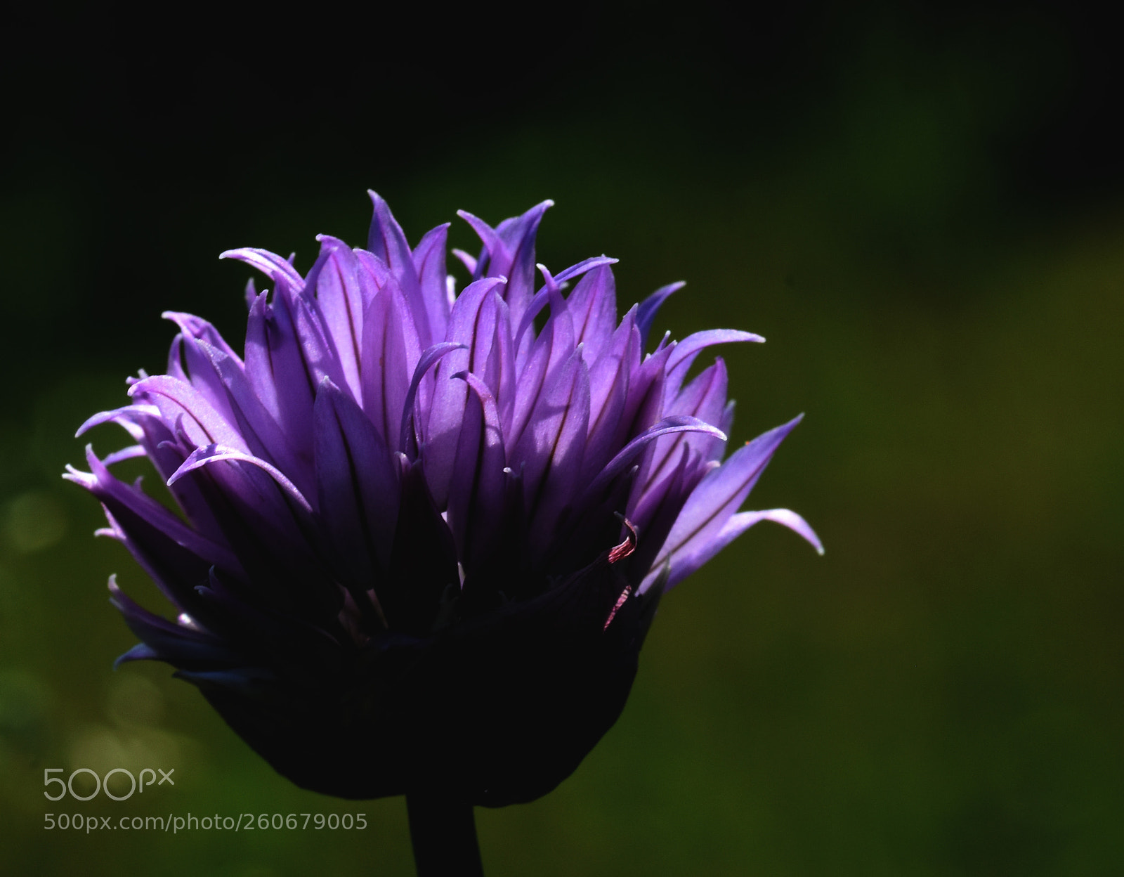 Nikon D7200 sample photo. Blue flower dk photography