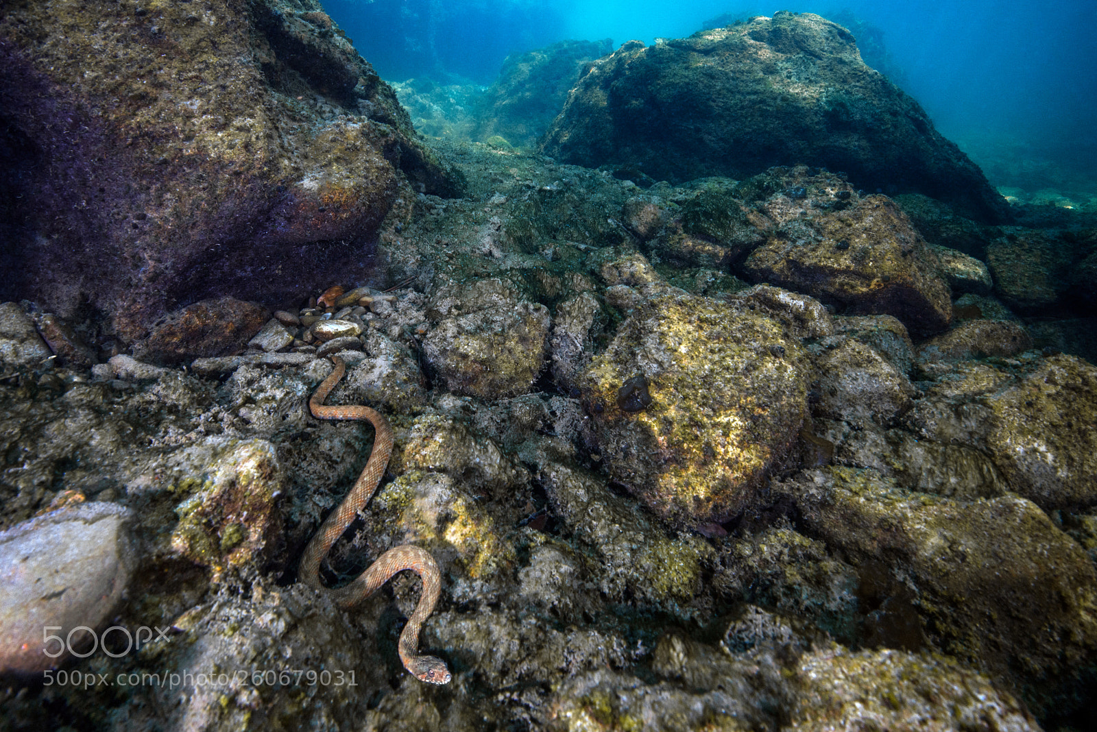 Nikon D800 sample photo. Viperine water snake photography