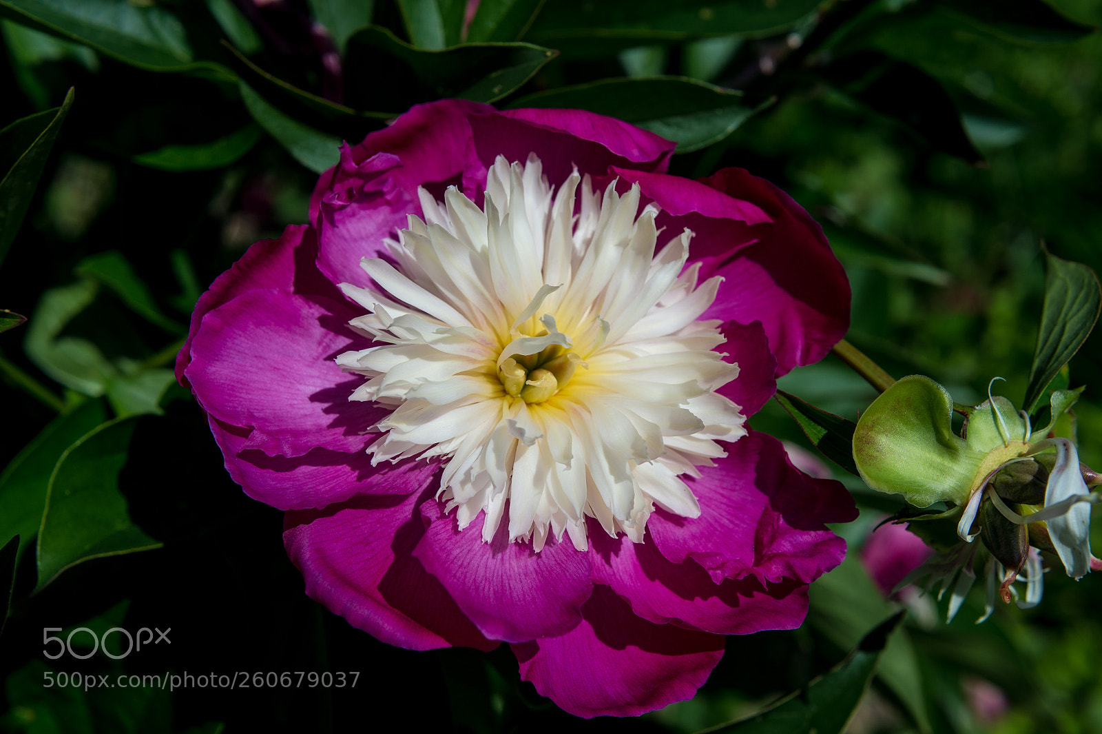 Nikon Df sample photo. Paeonia photography