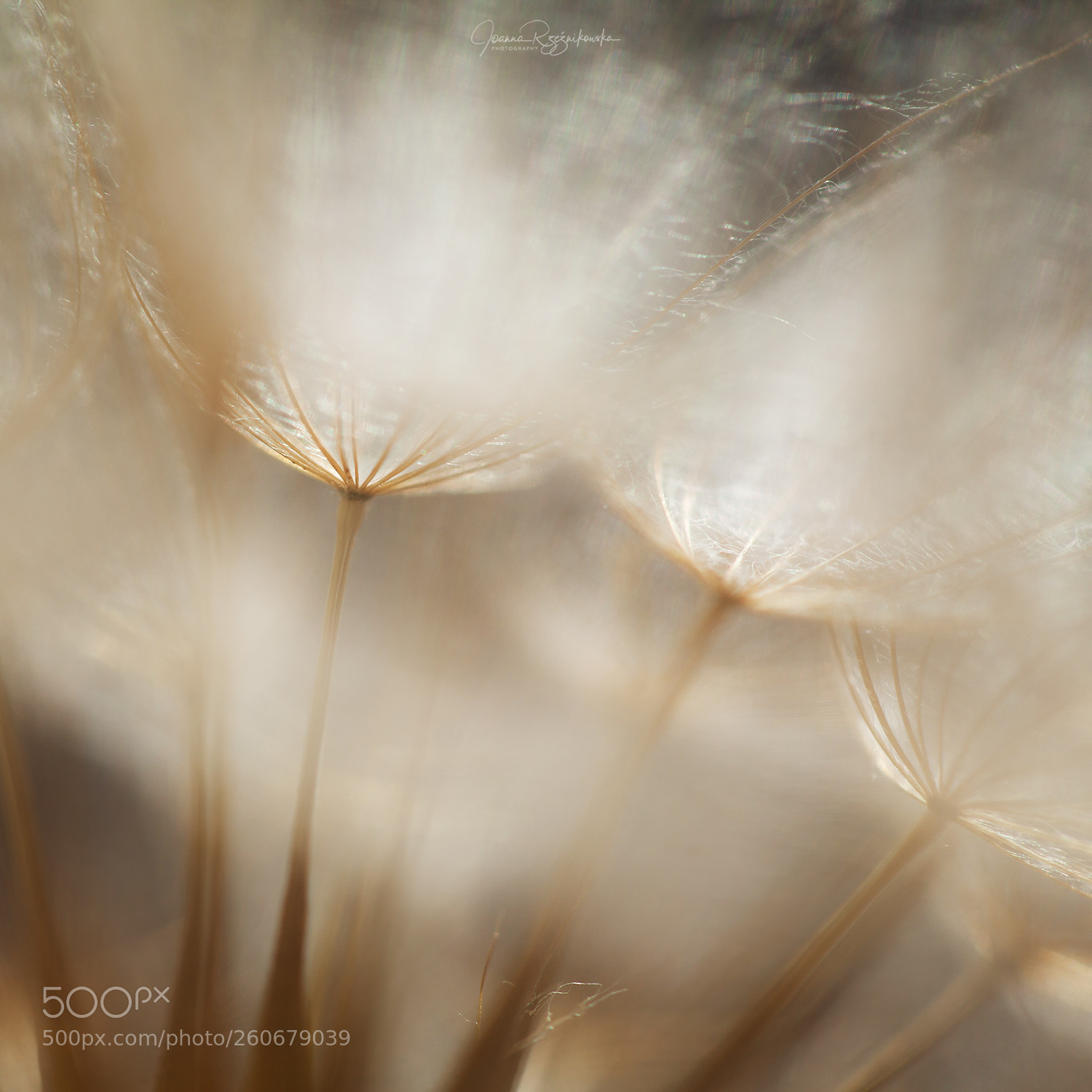 Canon EOS 5D Mark II sample photo. F o r g photography