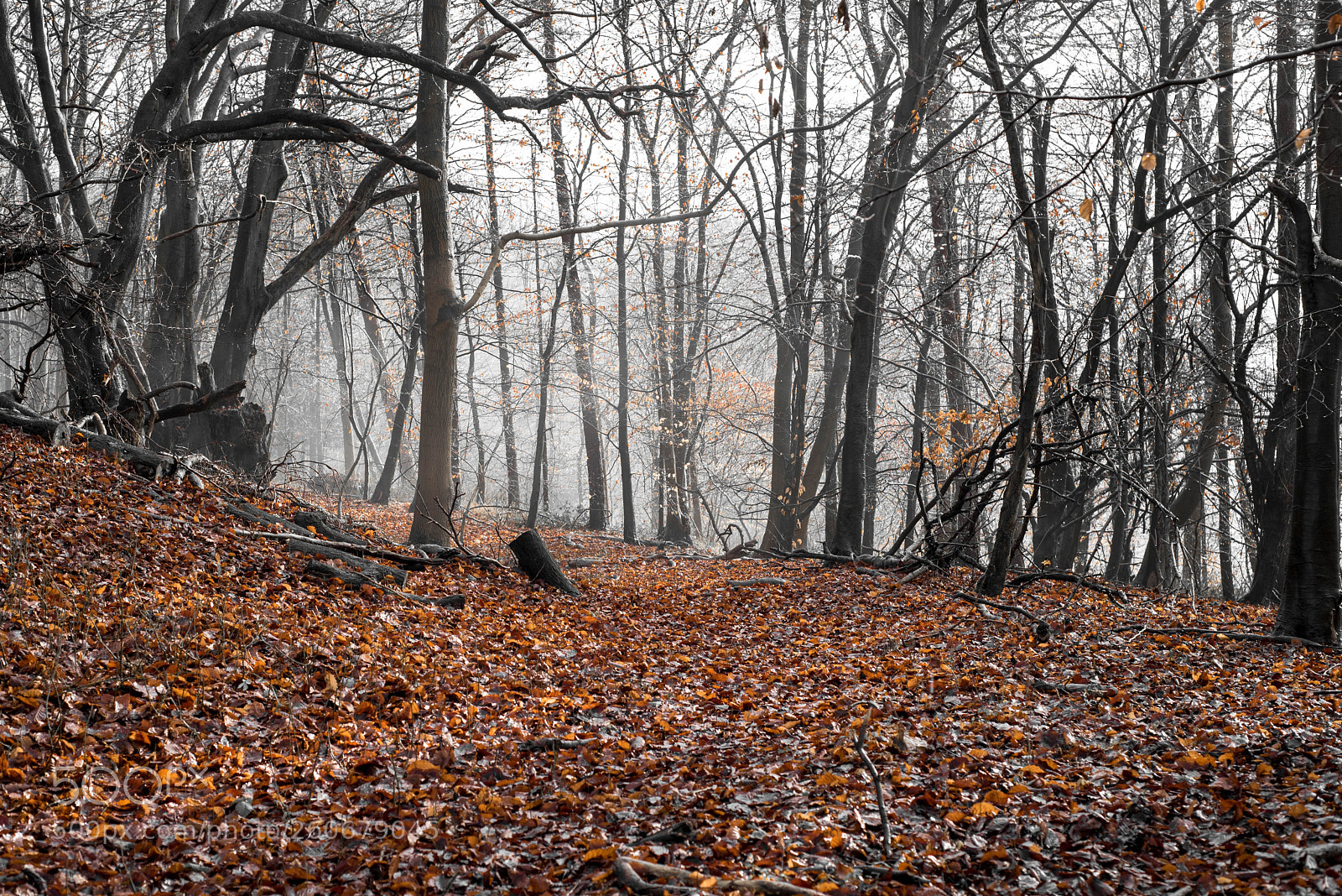 Nikon D750 sample photo. Fallen canopy #2 photography