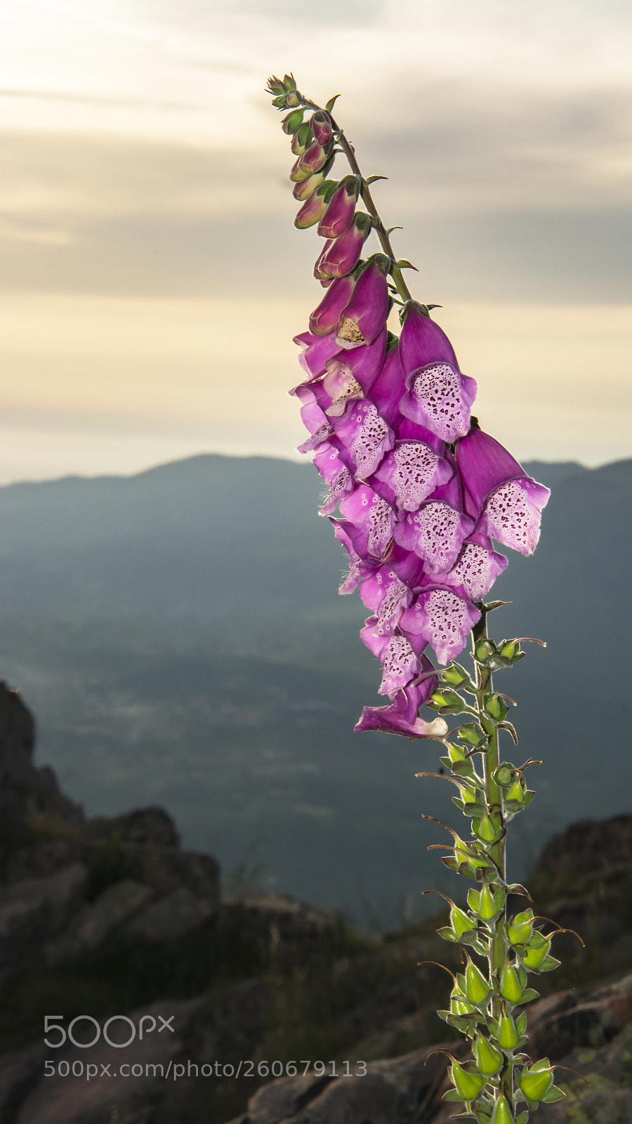 Nikon D7100 sample photo. Purple foxglove photography