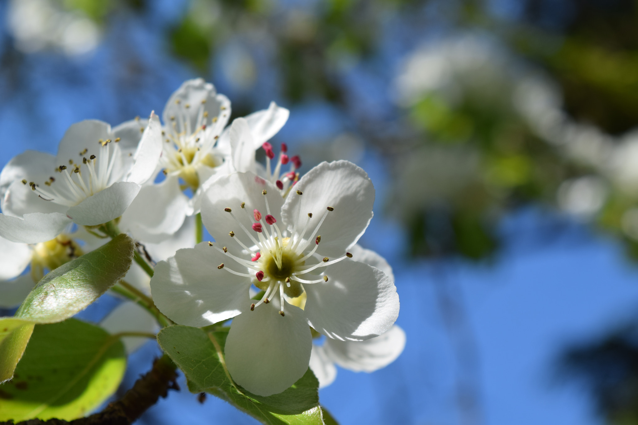 Nikon D5300 sample photo. Pear blossom photography