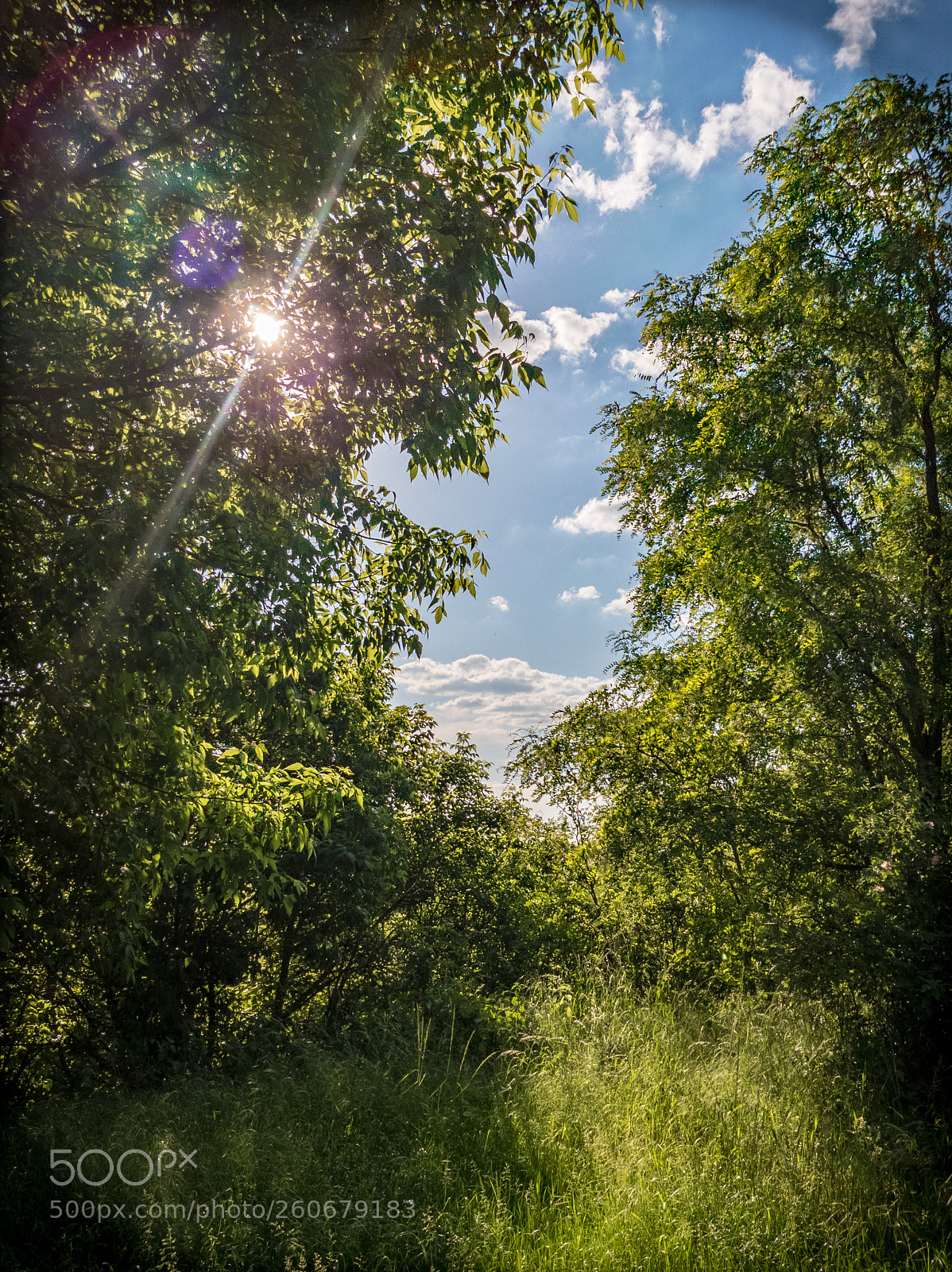 Samsung Galaxy S8 sample photo. Walk in the trees photography