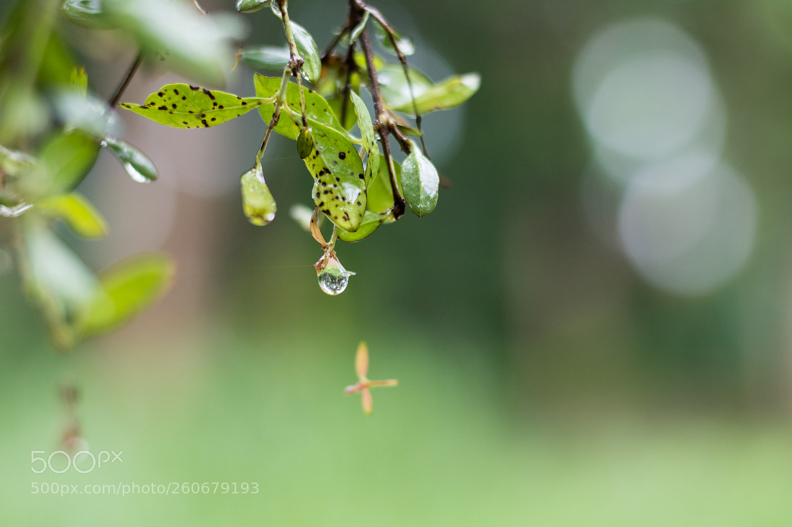Canon EOS 760D (EOS Rebel T6s / EOS 8000D) sample photo. Dripping photography