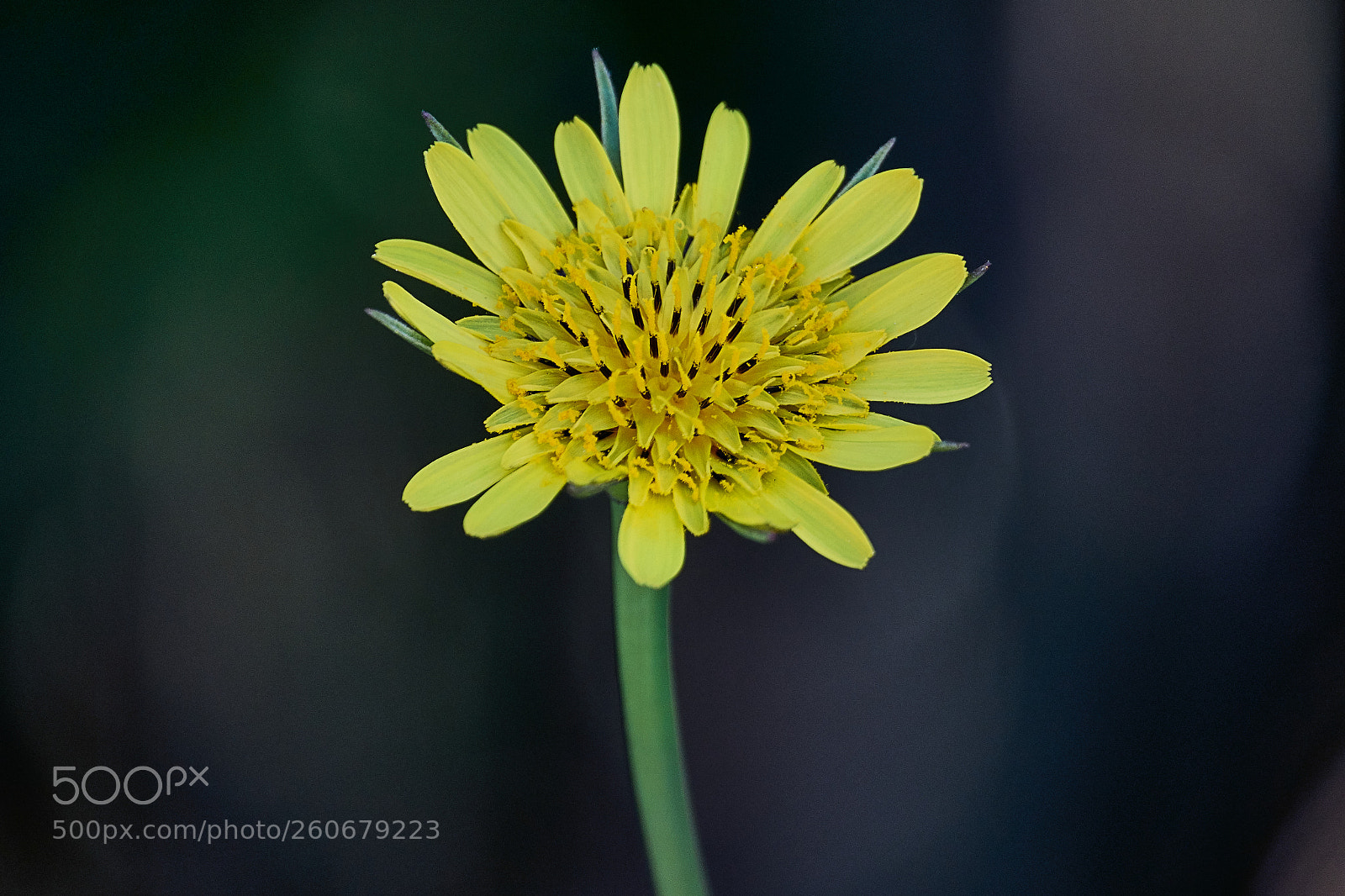 Sony Cyber-shot DSC-RX10 IV sample photo. Goat's-beard photography