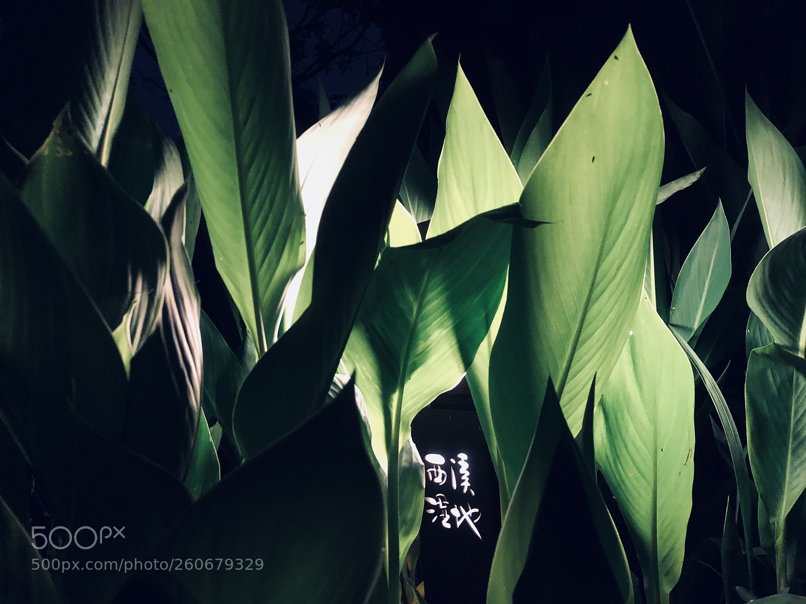 Apple iPhone X sample photo. Untitled photography