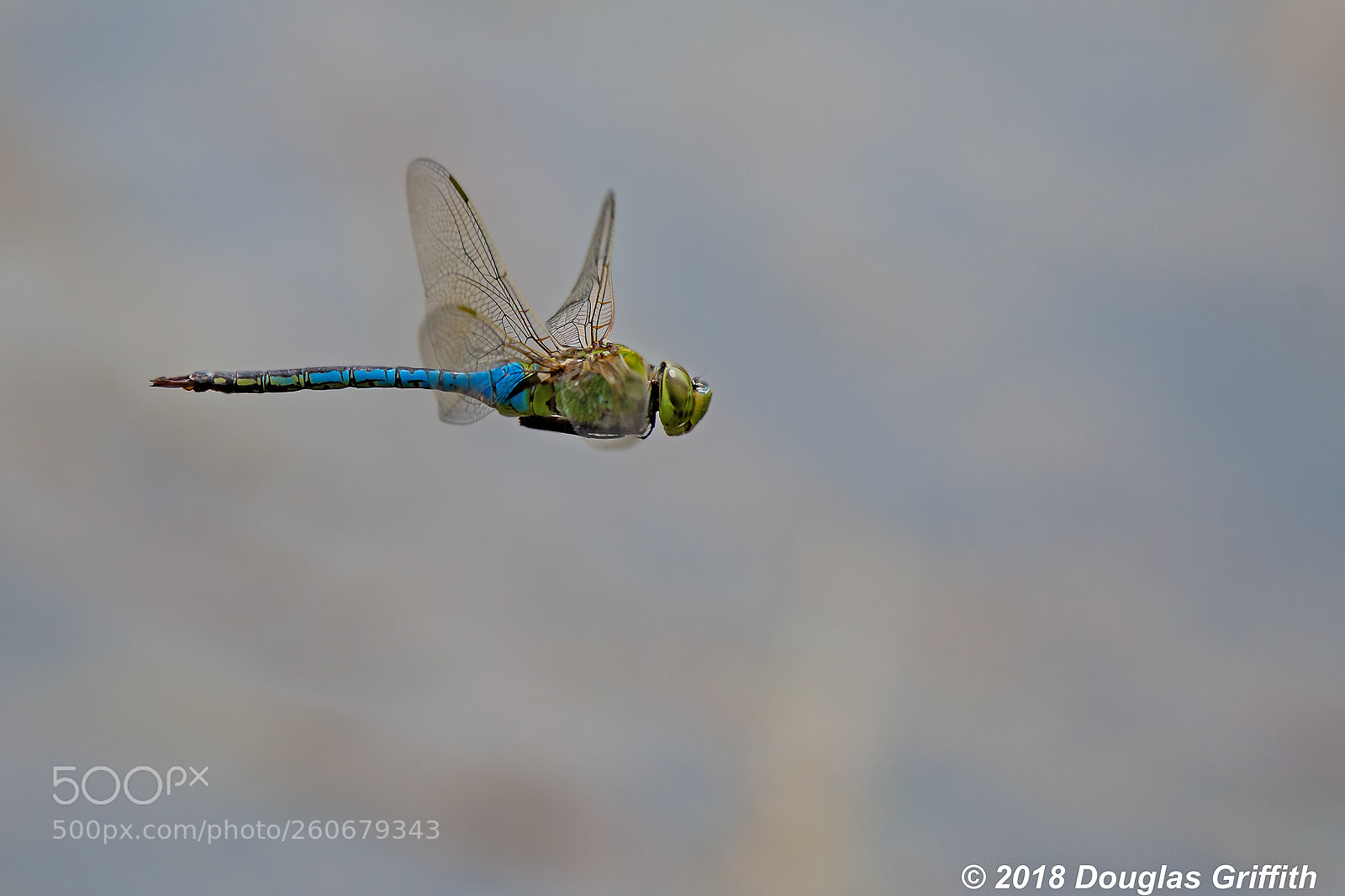 Nikon D500 sample photo. Male canada darner aeshna photography