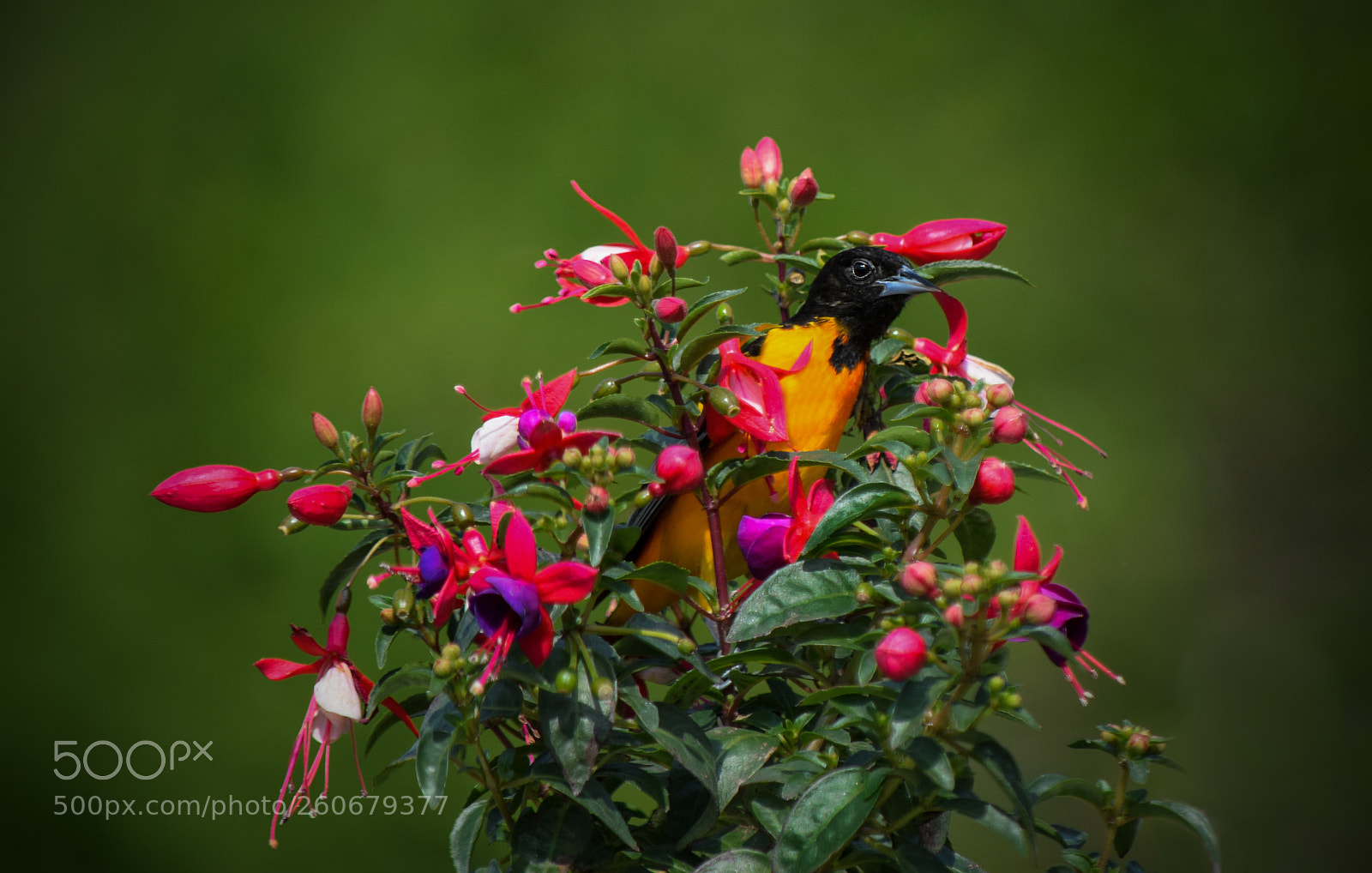 Nikon D3300 sample photo. Beak-a-boo photography