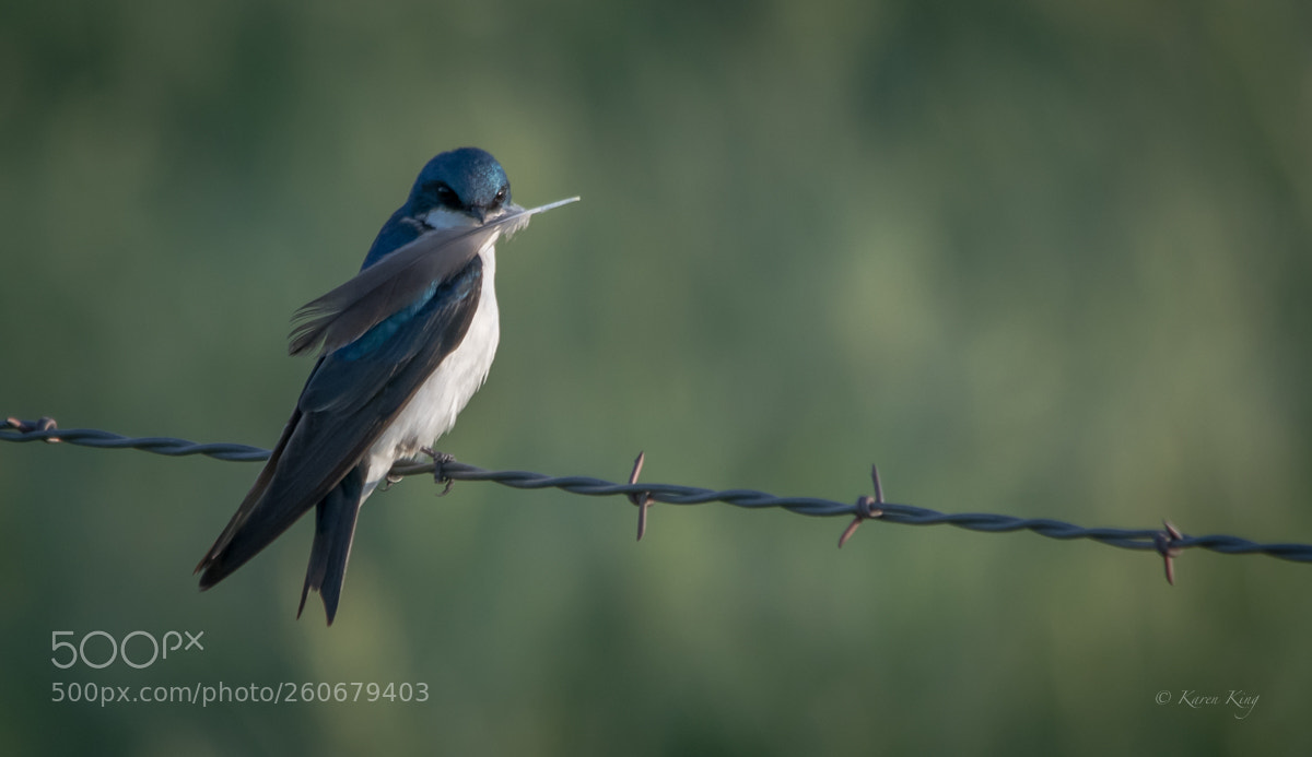 Nikon D500 sample photo. Feathered friend photography