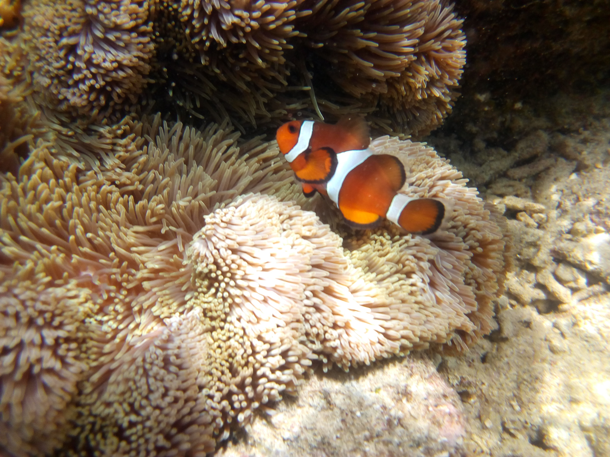 HUAWEI Y3III sample photo. Nemo photography