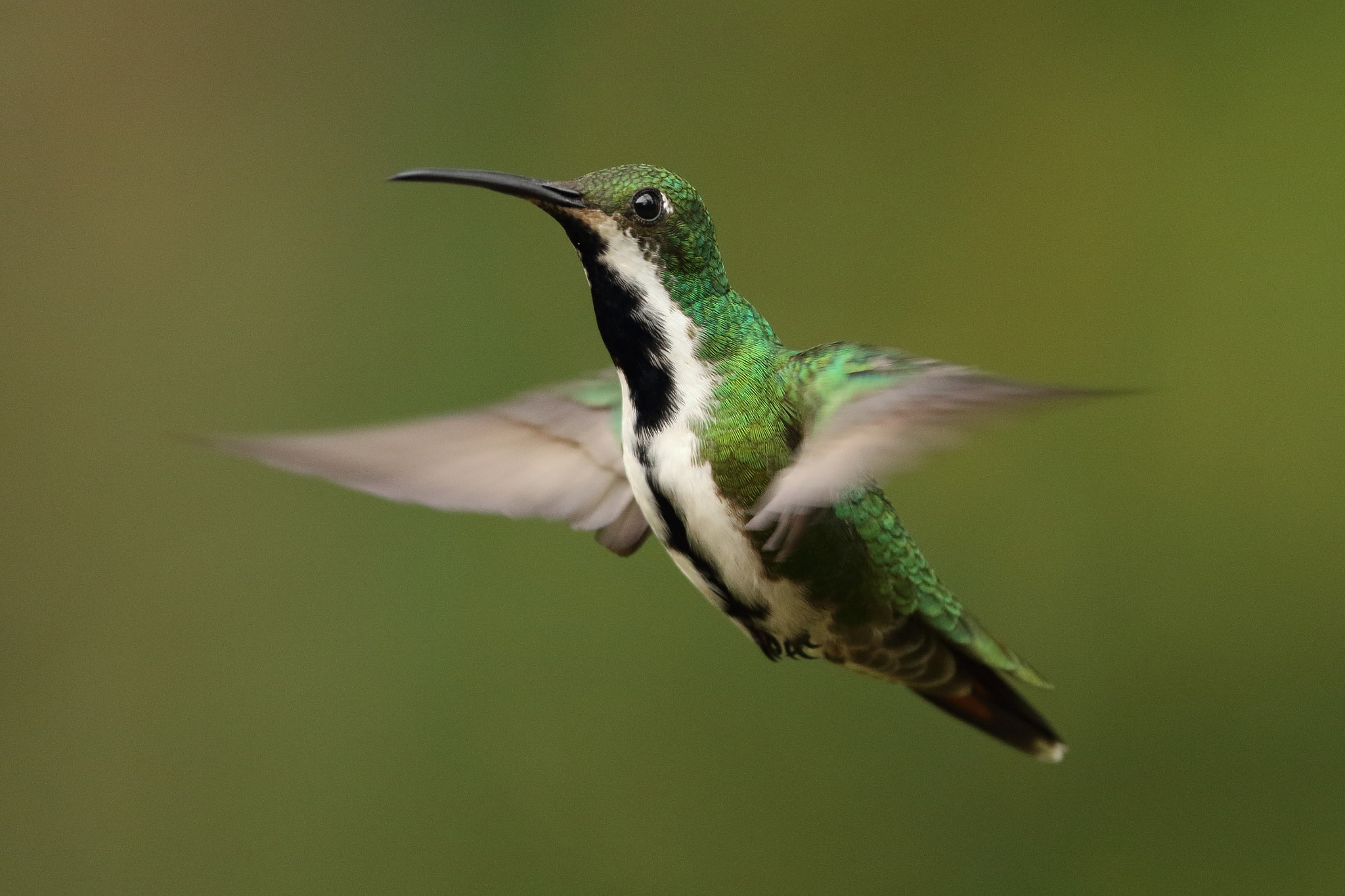 Canon EF 300mm F2.8L IS USM sample photo. Black-throated mango - mango pechinegro photography