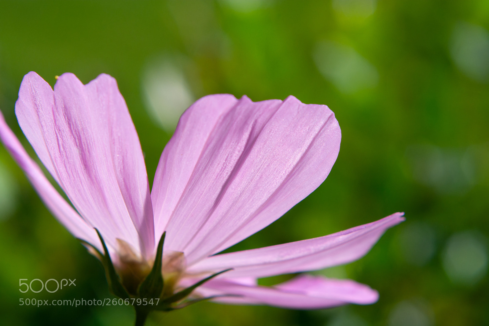 Nikon D7100 sample photo. Full bloom photography