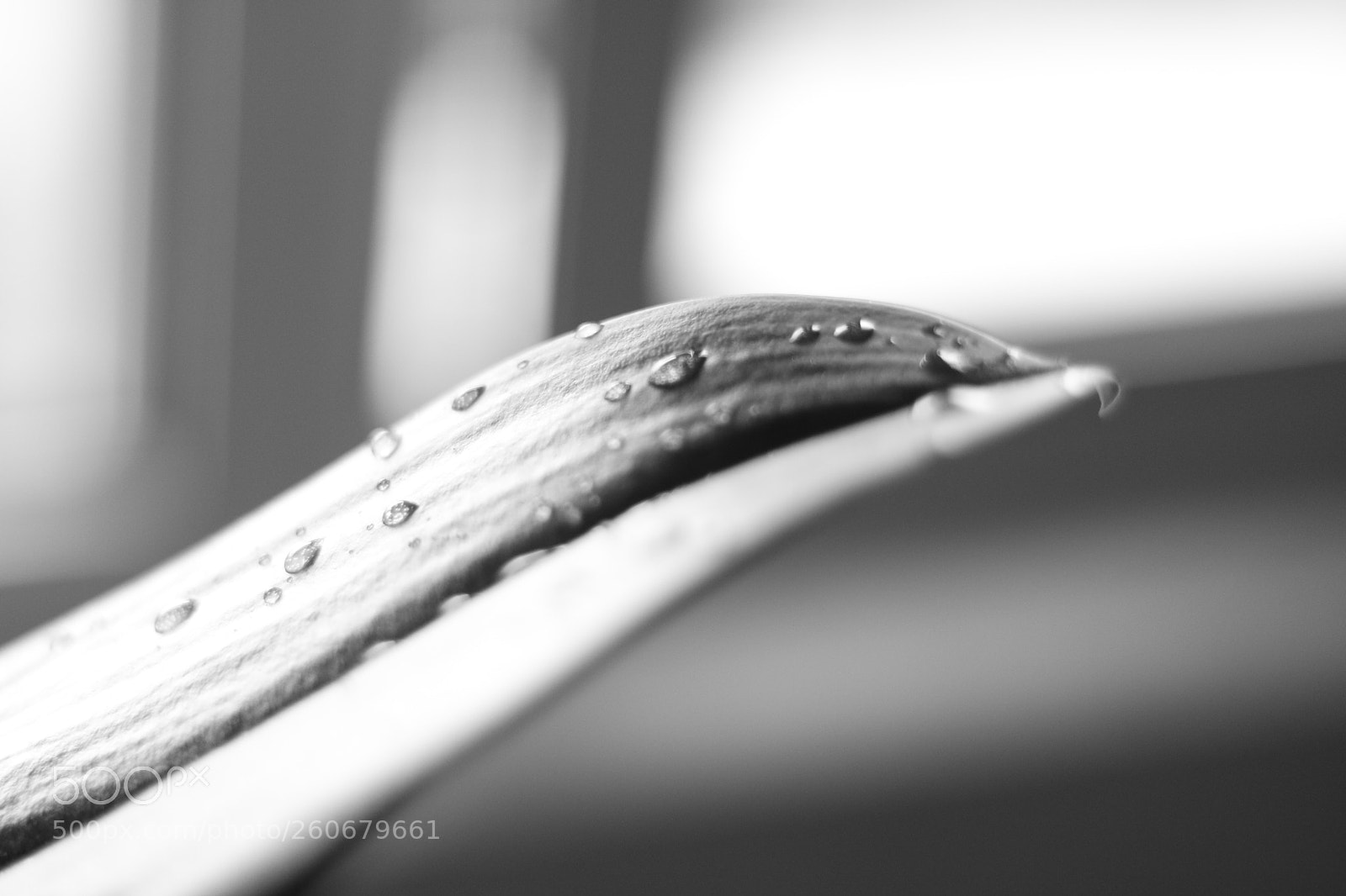 Canon EOS 750D (EOS Rebel T6i / EOS Kiss X8i) sample photo. Drops photography