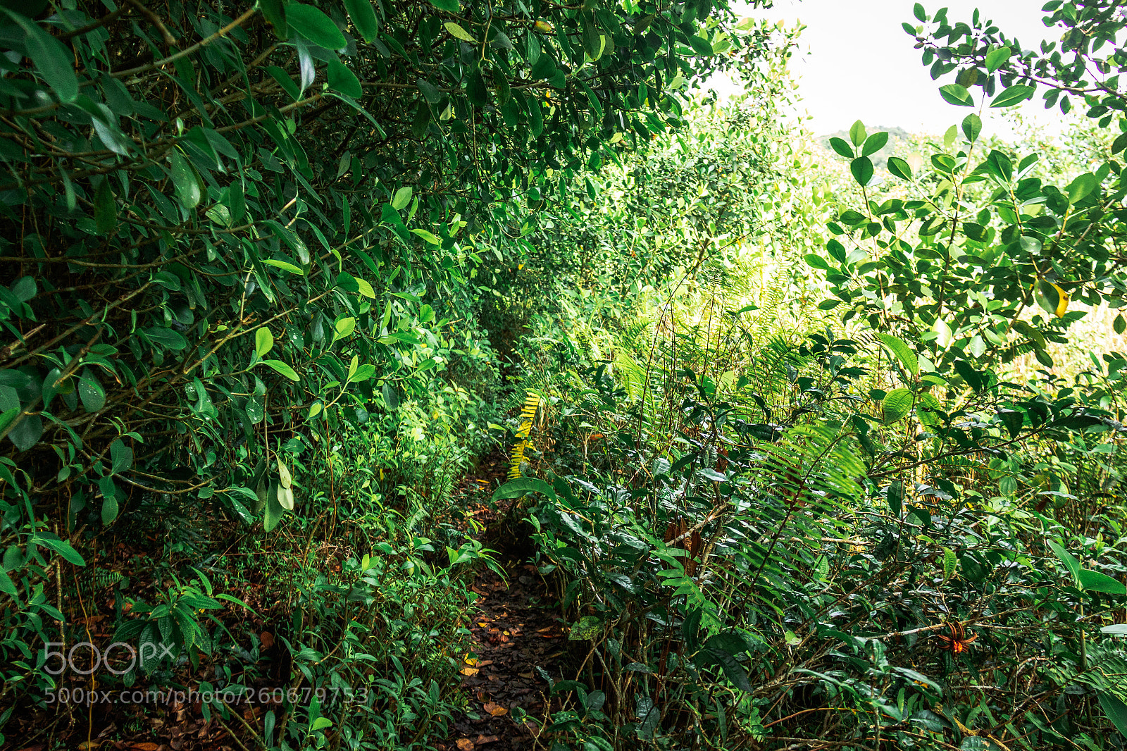 Canon EOS 600D (Rebel EOS T3i / EOS Kiss X5) sample photo. Jungle trail below rakshagala photography