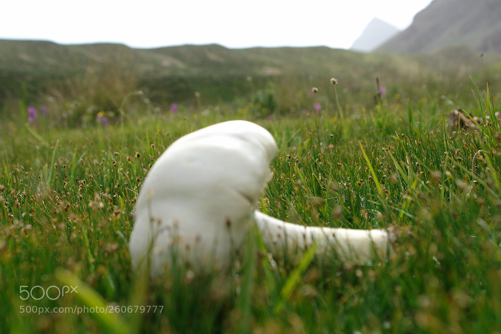 Sony DSC-R1 sample photo. Mushroom photography