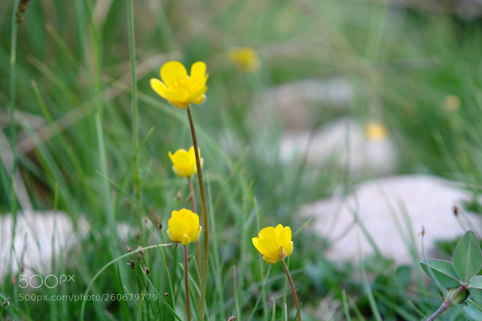 Sony DSC-R1 sample photo. Flower photography