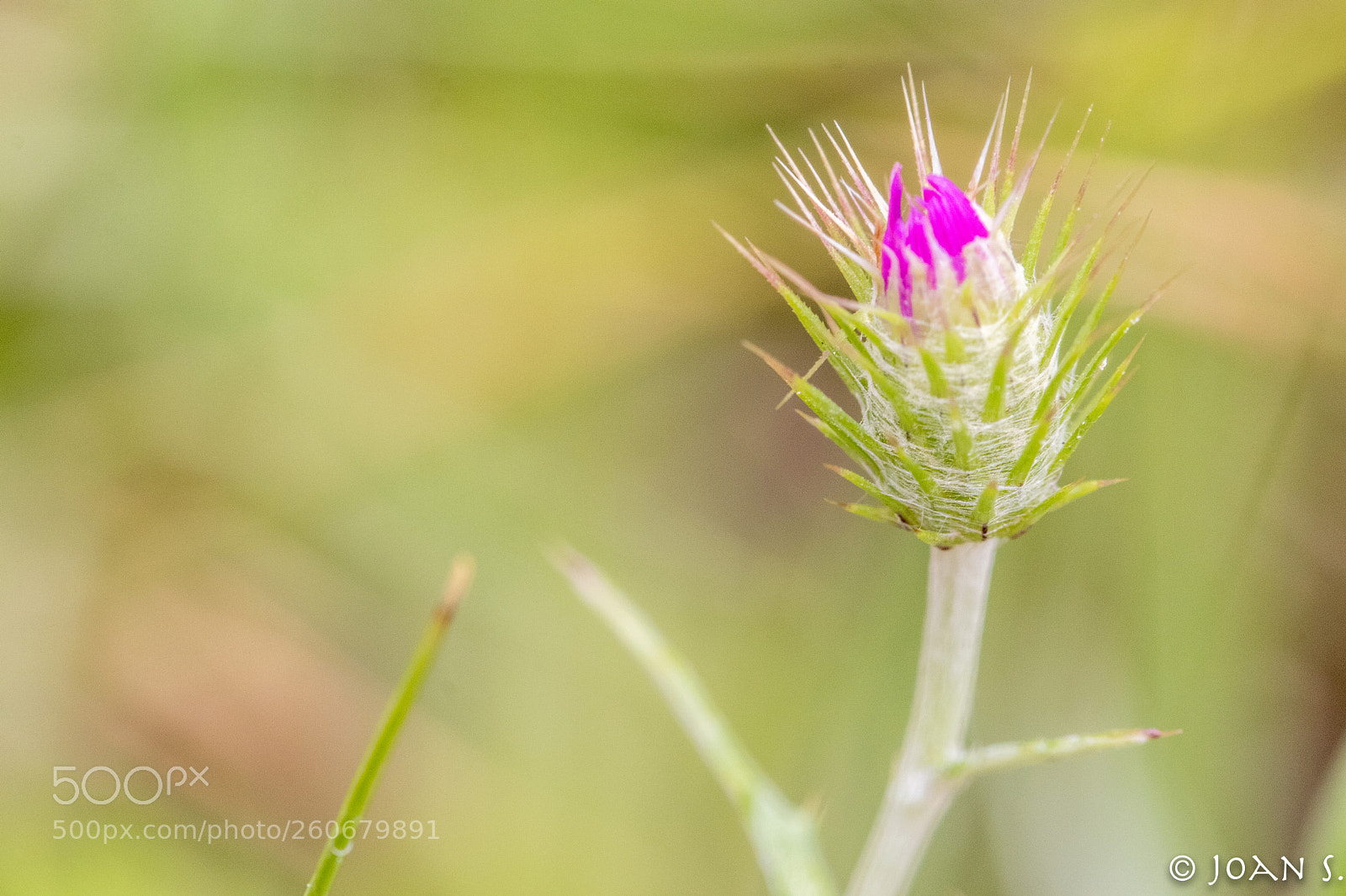 Canon EOS 80D sample photo. Florint photography