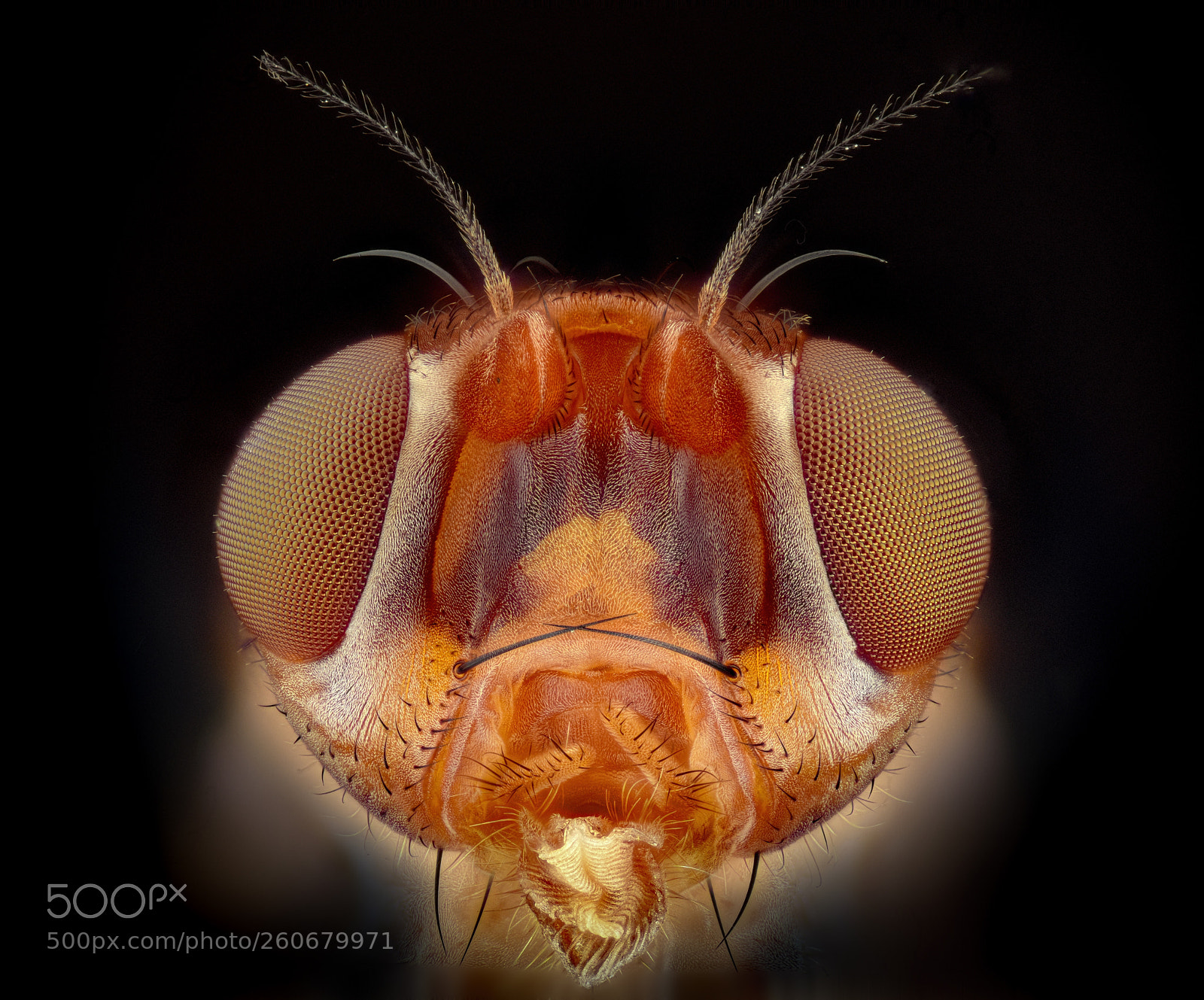 Nikon D810 sample photo. Fruit fly photography