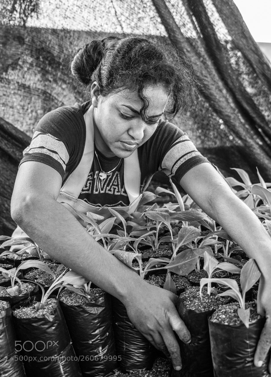 Sony a7 III sample photo. Banana plant workers photography